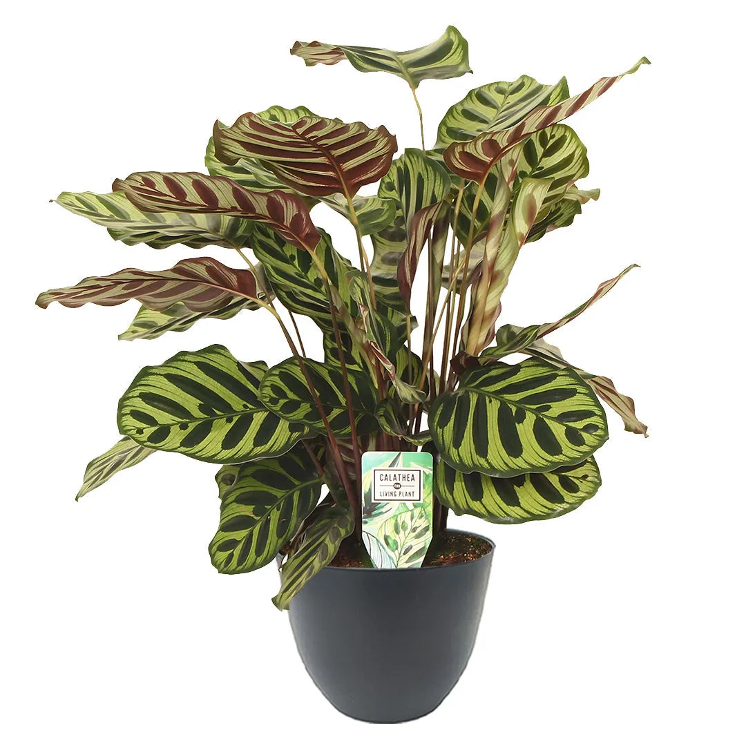 Calathea makoyana