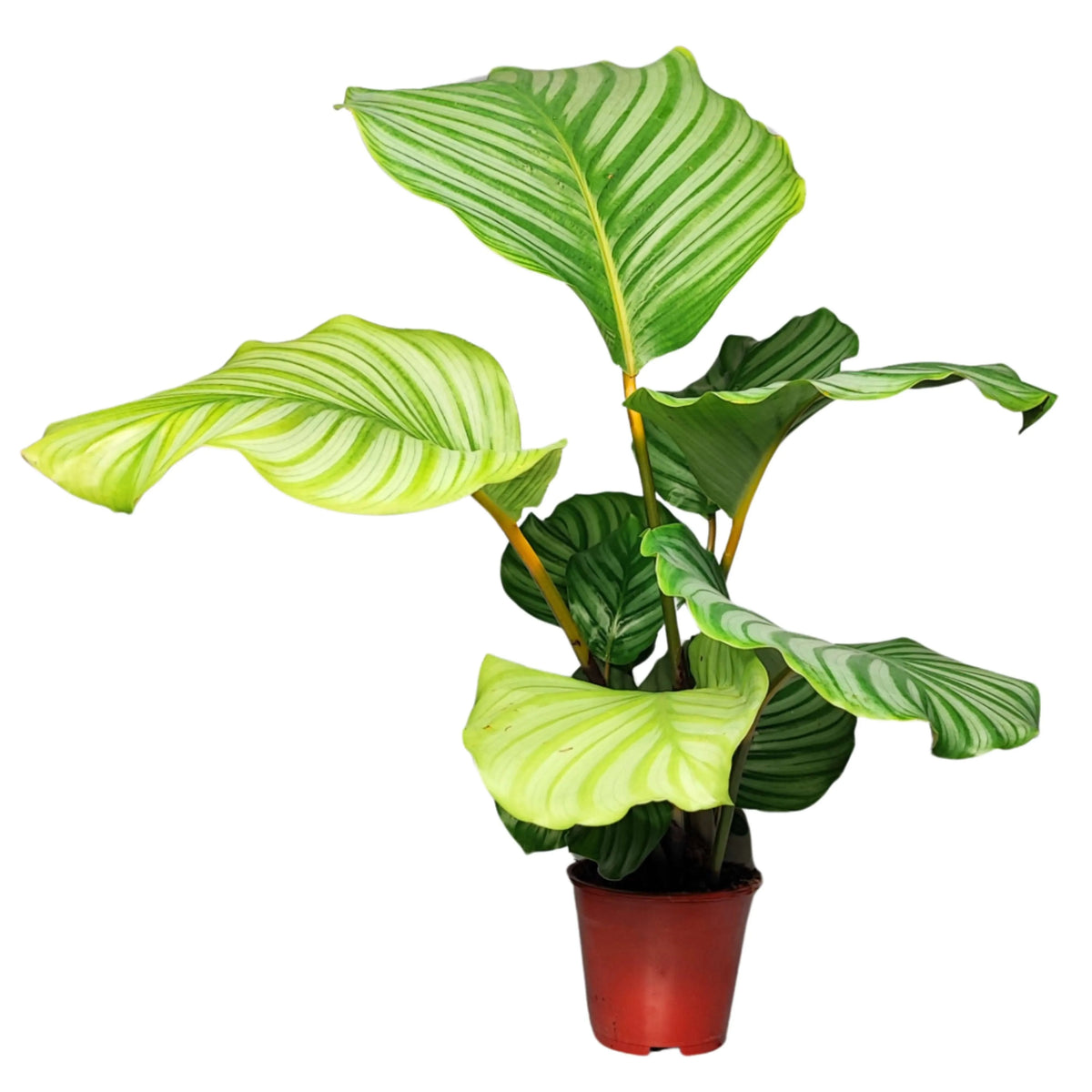 Calathea orbifolia altezza pianta 40 cm