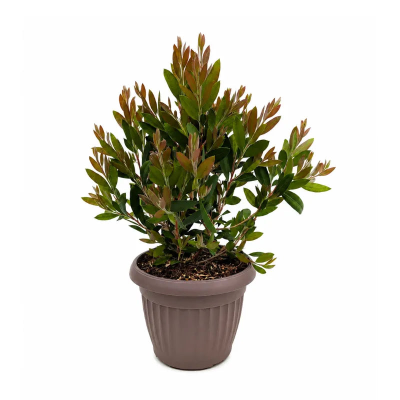 Callistemon Laevis in Vaso D.18 H.35 cm