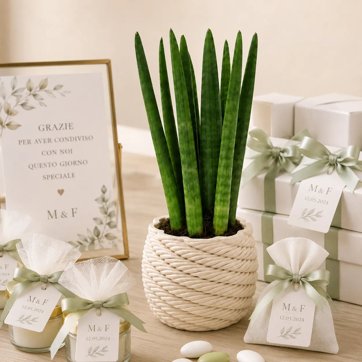 Sansevieria cylindrica in vaso di ceramica artigianale Carina D.10 cm M