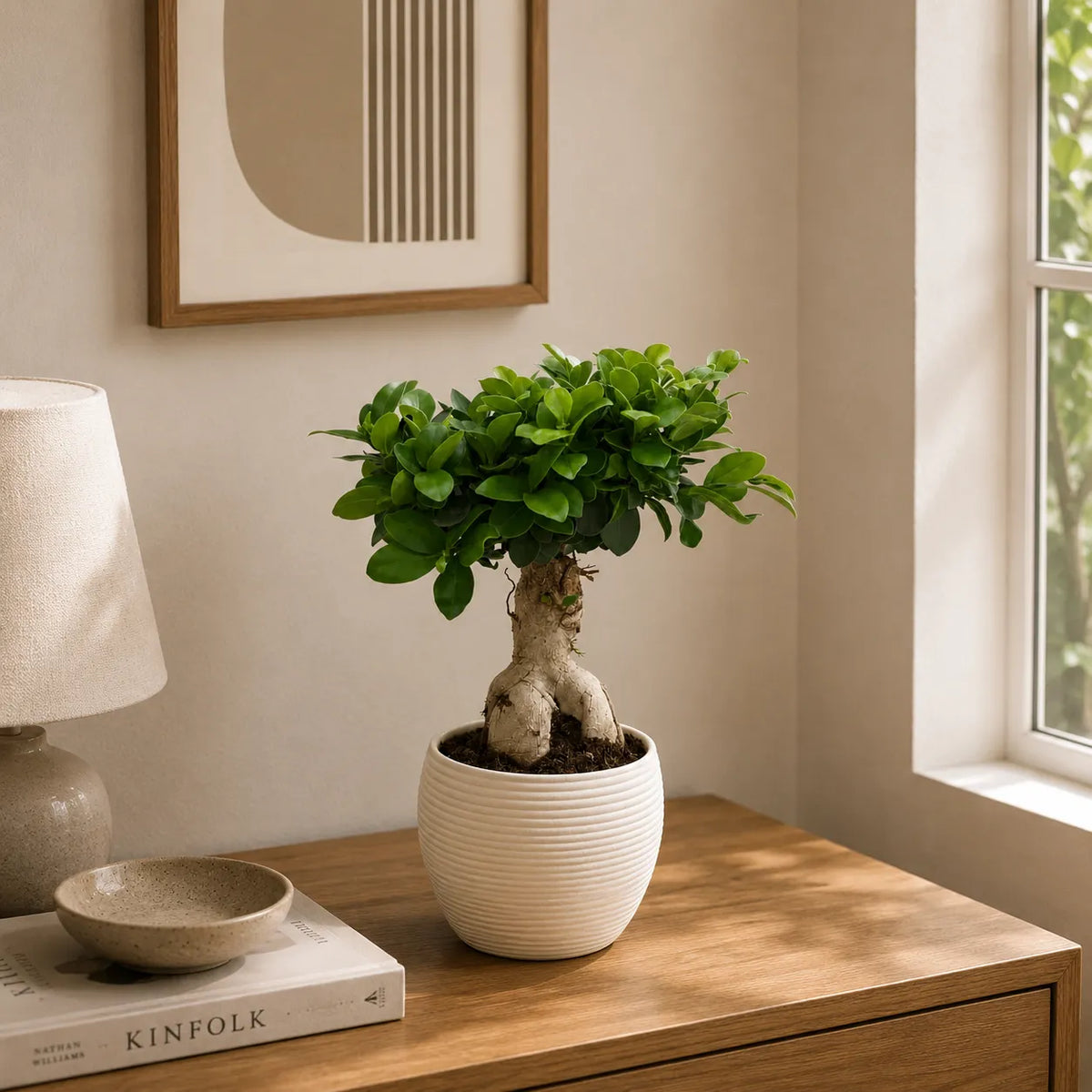 Bonsai ficus ginseng in vaso ceramicaSally D.17 H.40 cm