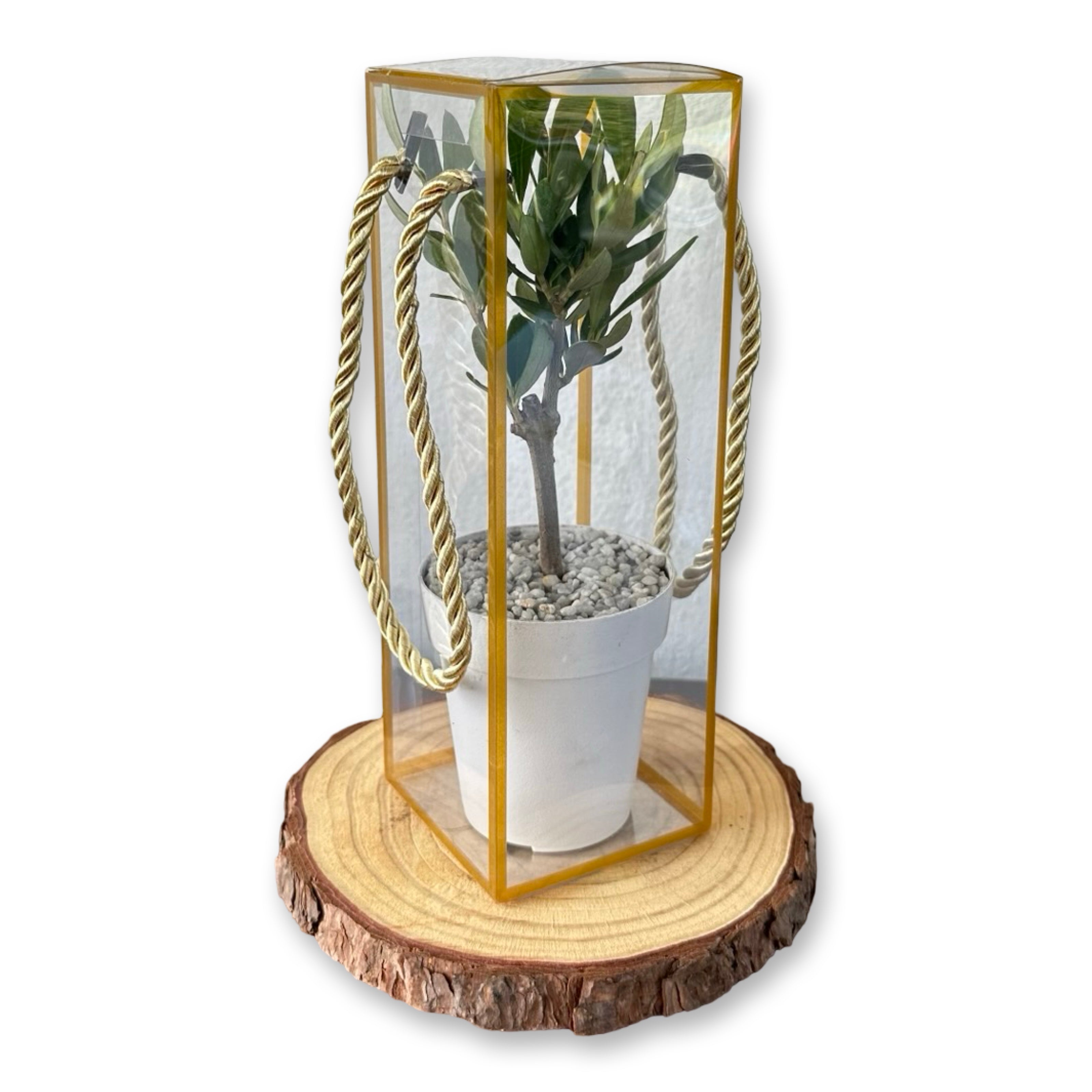 Set 5 Scatoline per Bomboniere 7cm x 7cm x 21cm Trasparenti bordi oro e lacci