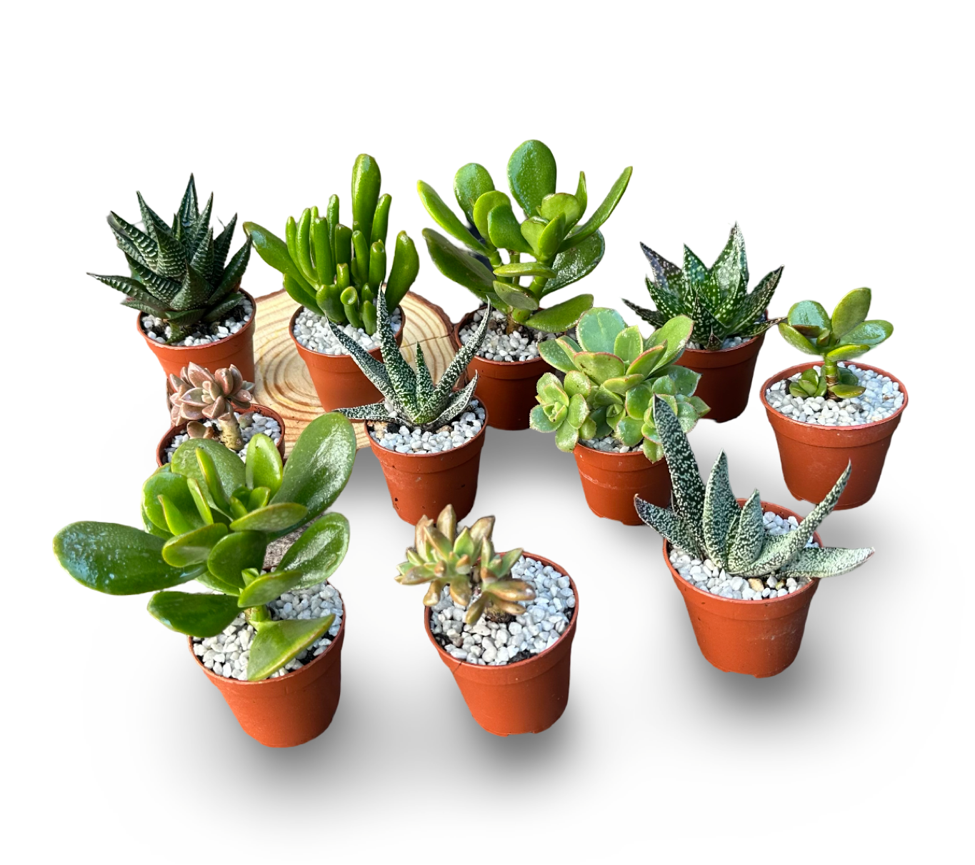 Set mini piante grasse vere