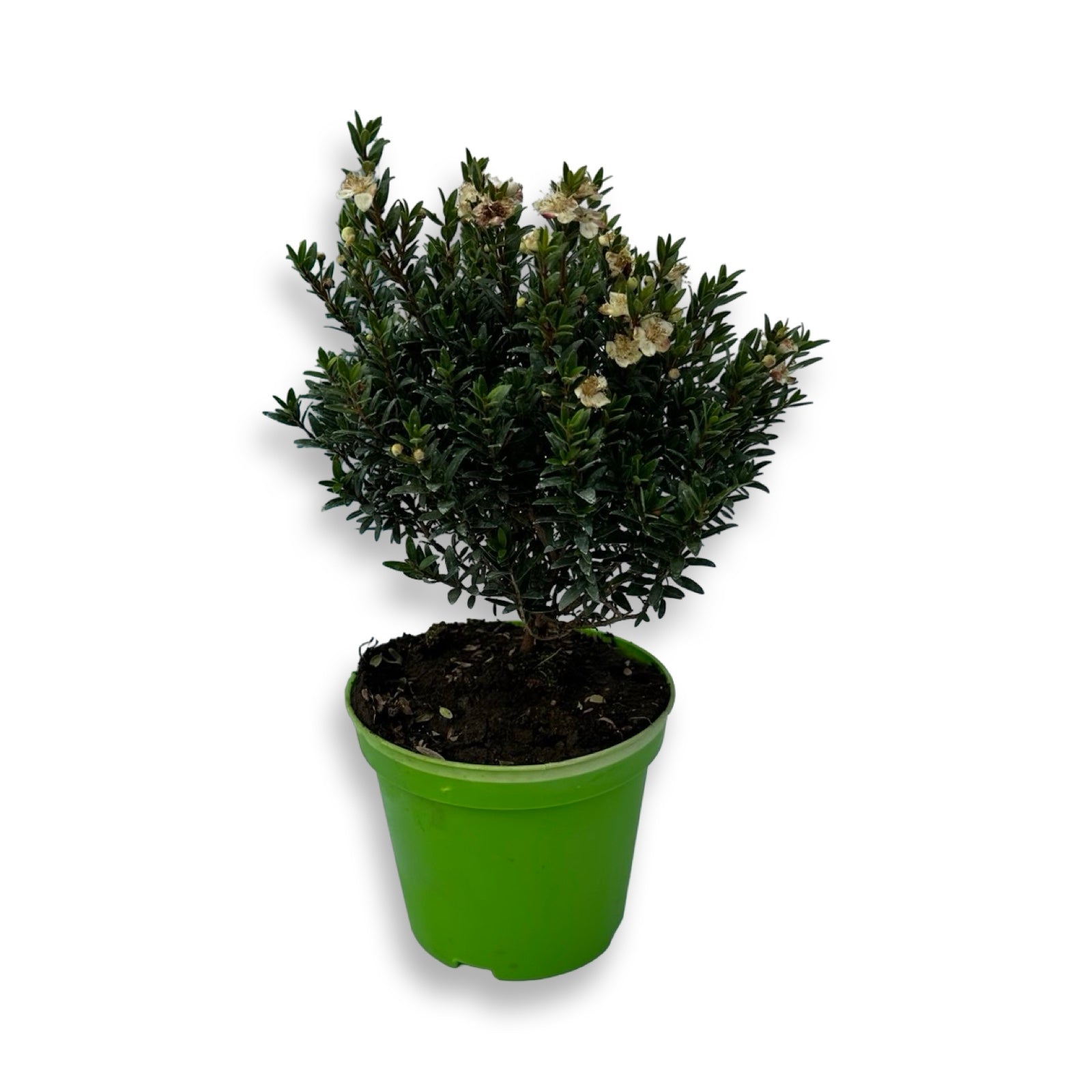Piantina Cespuglio di Mirto simil-Bonsai - Myrtus Microphylla CERTIFICATA