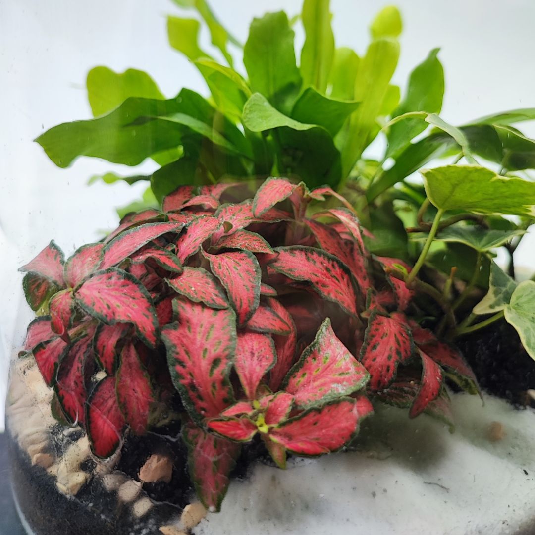 Terrarium Zefira cin paiante verdi