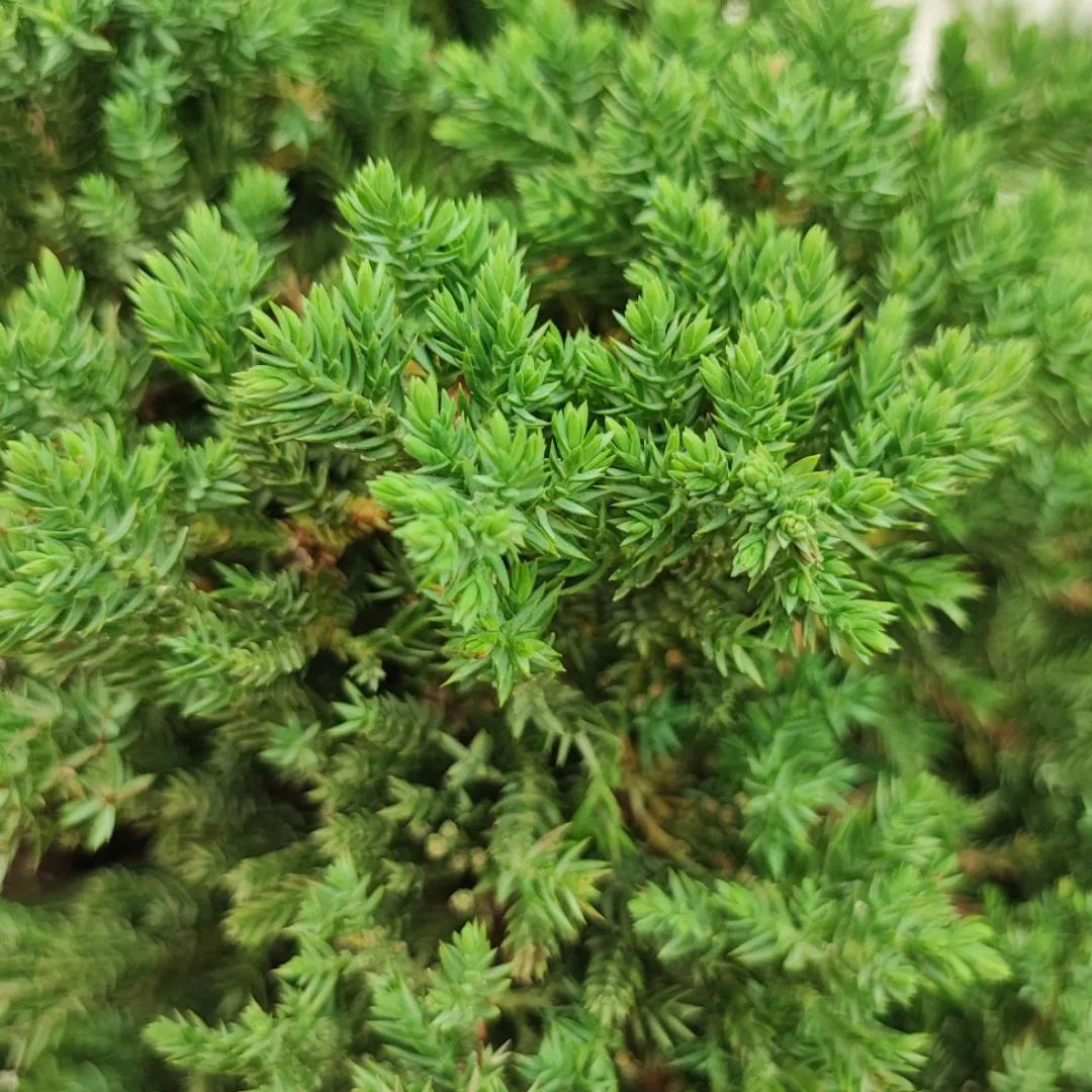 Bonsai Juniperus Procumbens 20 Anni Stile Cascade - Collezione Premium