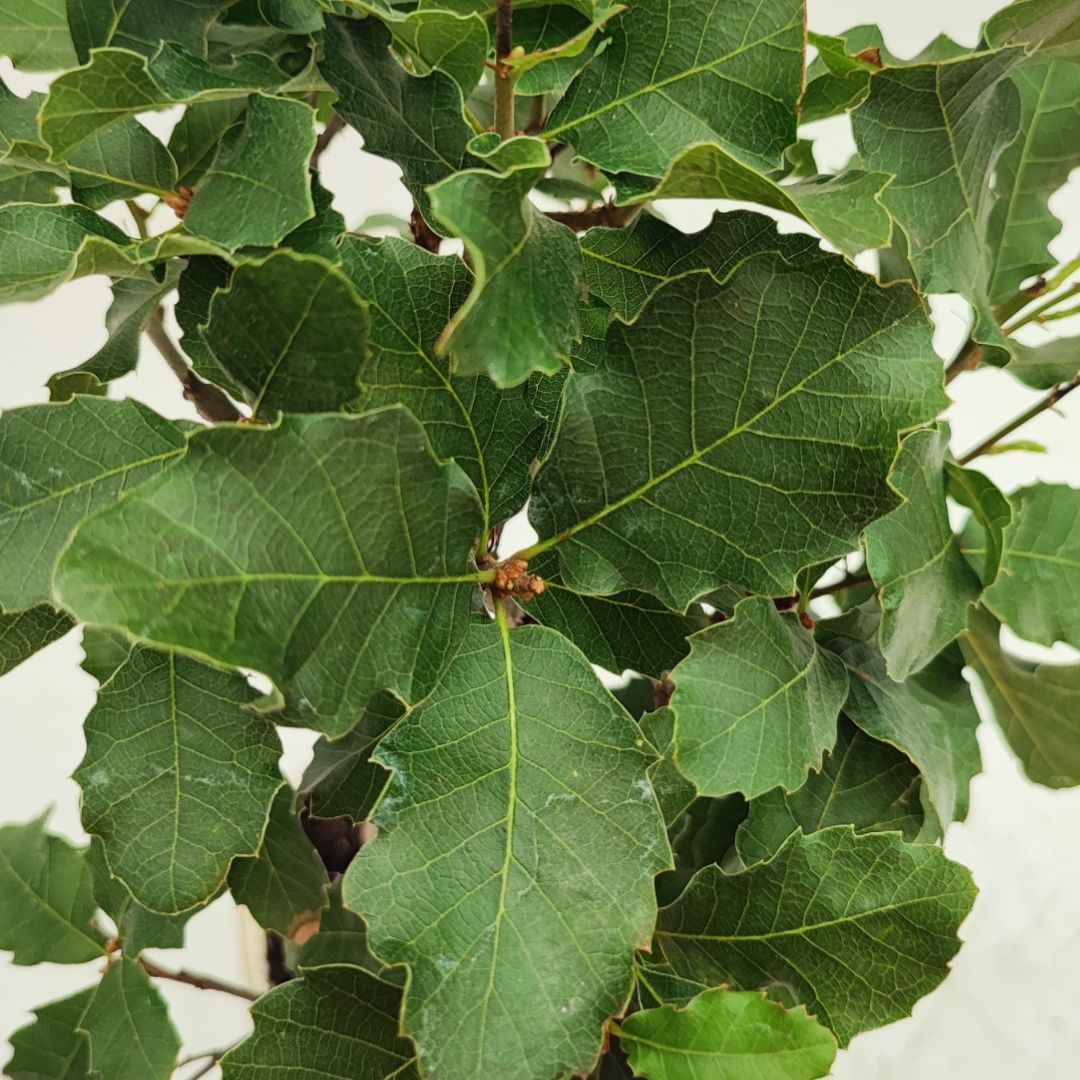 Bonsai Quercus Faginea 8 Anni - Collezione Premium