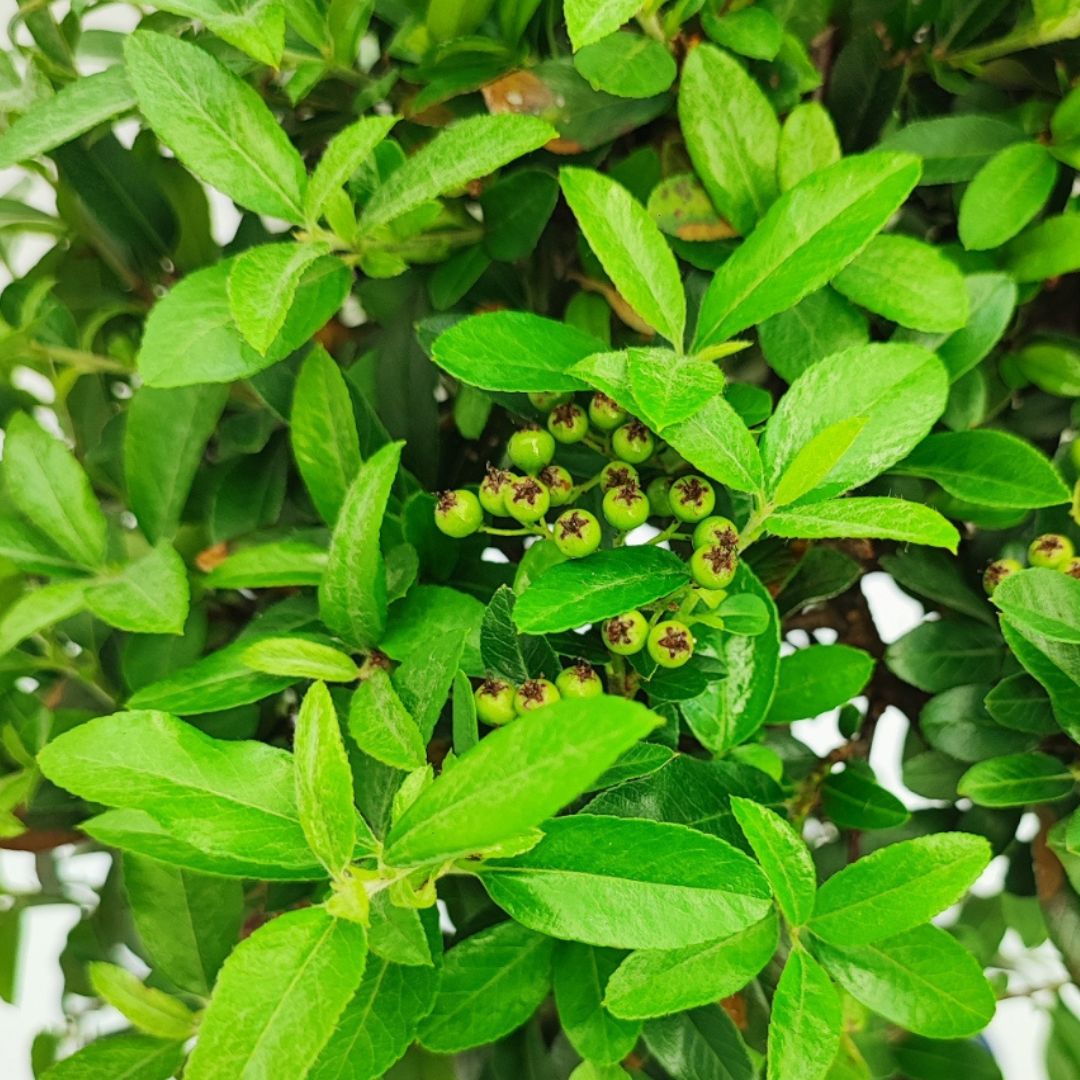 Bonsai Pyracantha Coccinea 10 Anni - Collezione Premium