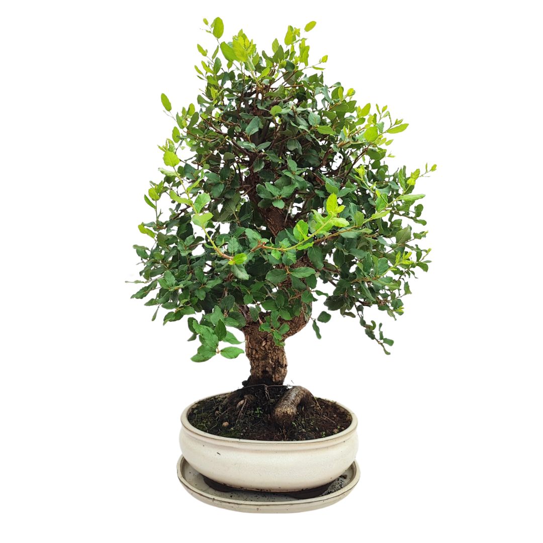 Bonsai Quercus Suber (Sughero) 20 Anni - Collezione Premium