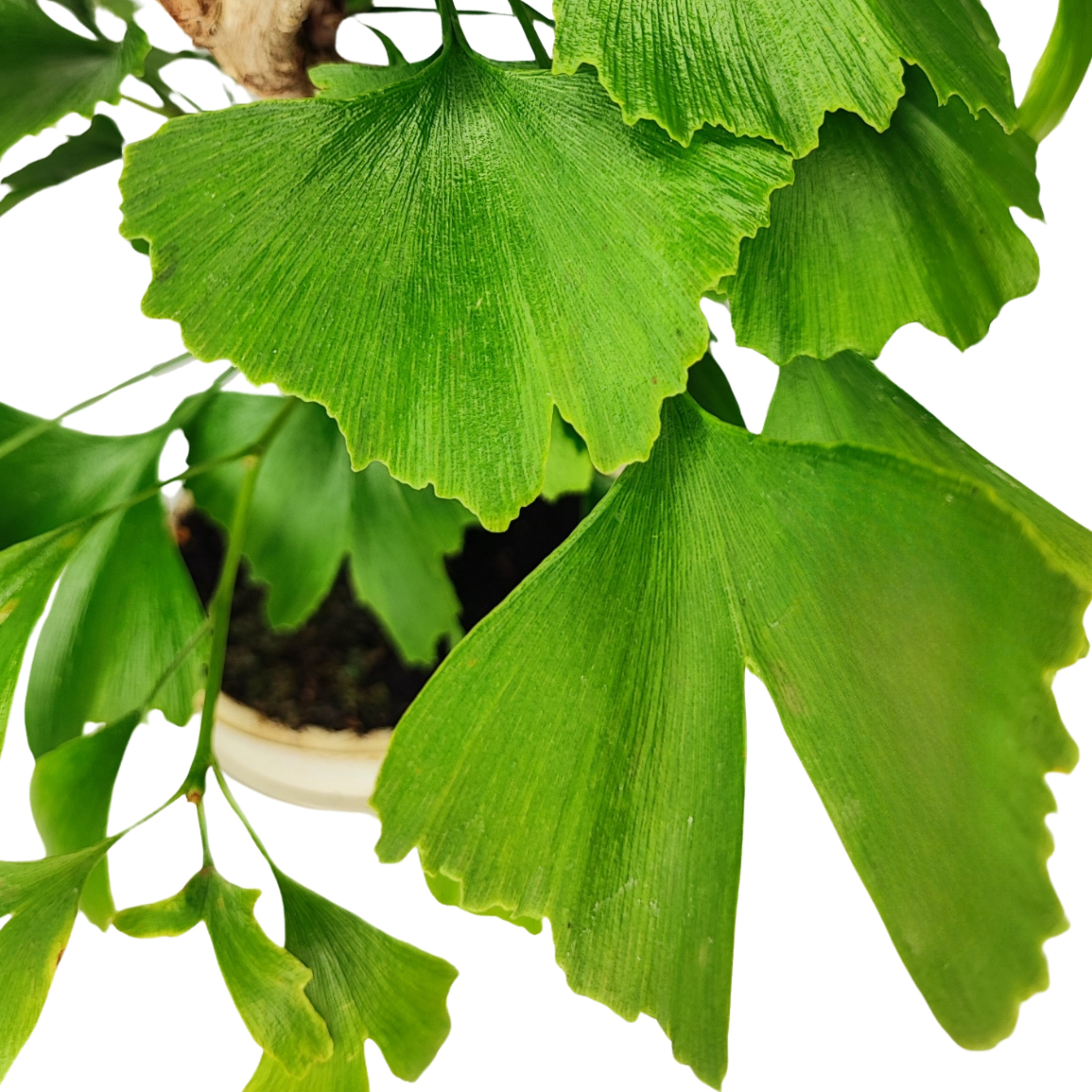 Bonsai Ginkgo Biloba 8 Anni - Collezione Premium