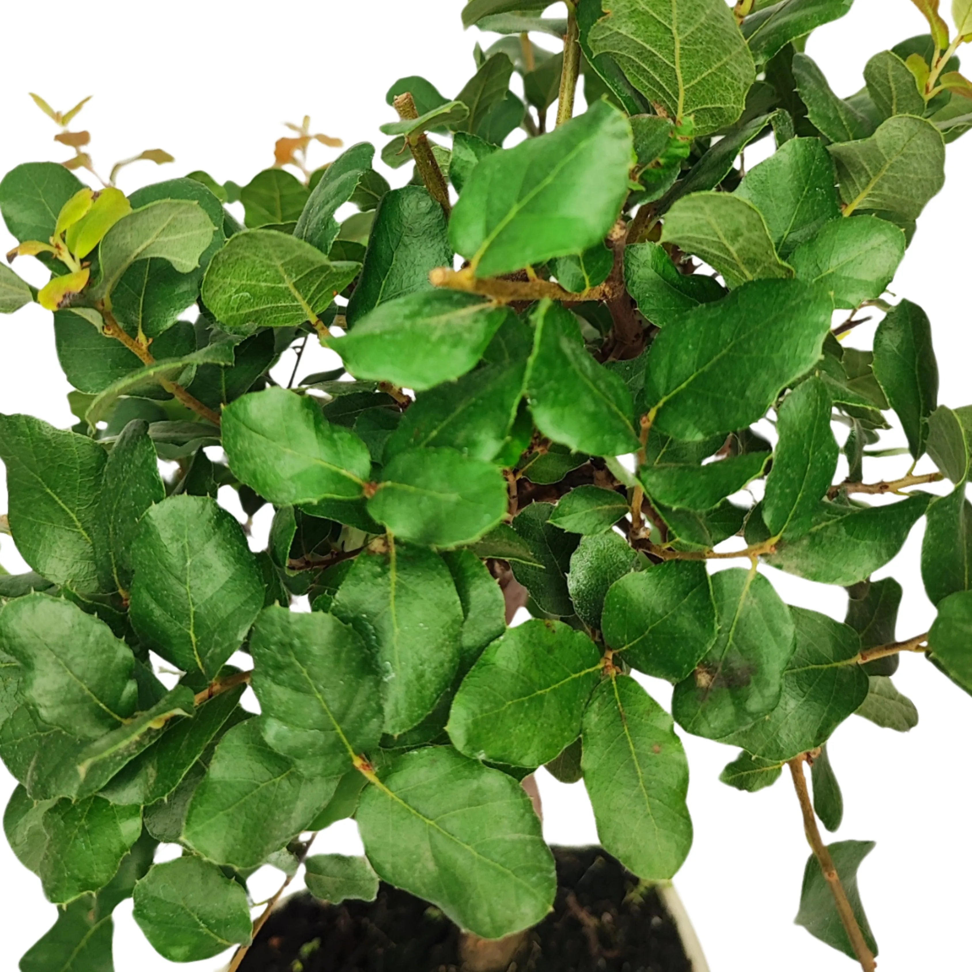 Bonsai 7 anni Quercus suber - Collezione Premium