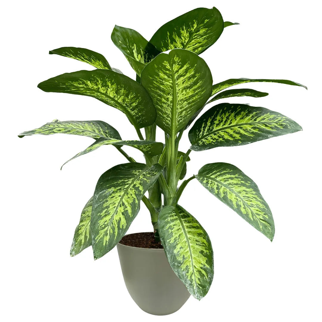 Dieffenbachia Tropic Snow D.21 cm