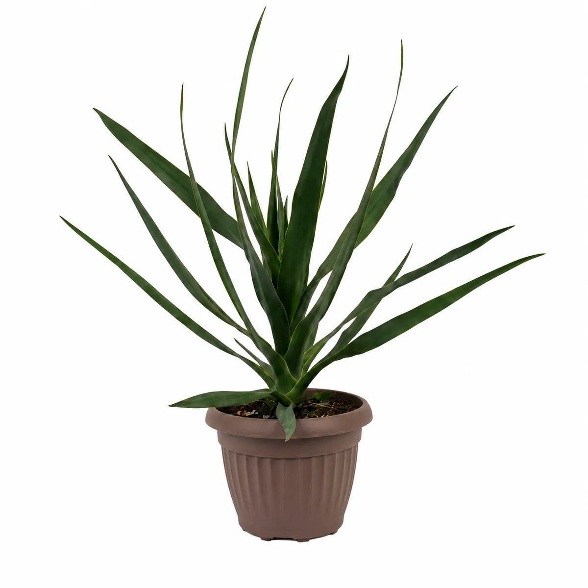 Dracaena draco D.18 H.54 cm