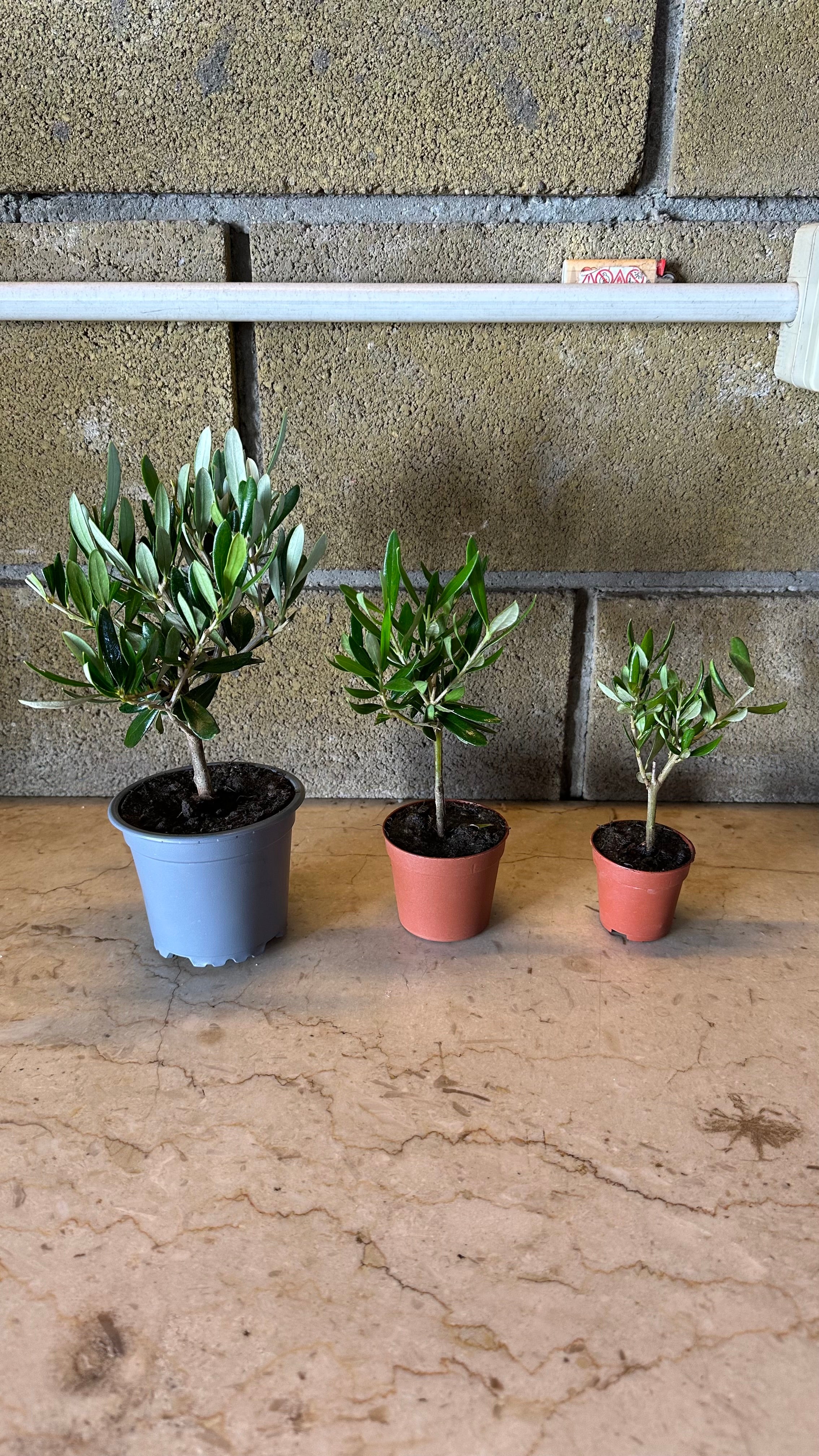 Set mini Piantine bomboniere v5,5cm/v6,5cm simil Bonsai di Ulivo cipressino CERTIFICATE