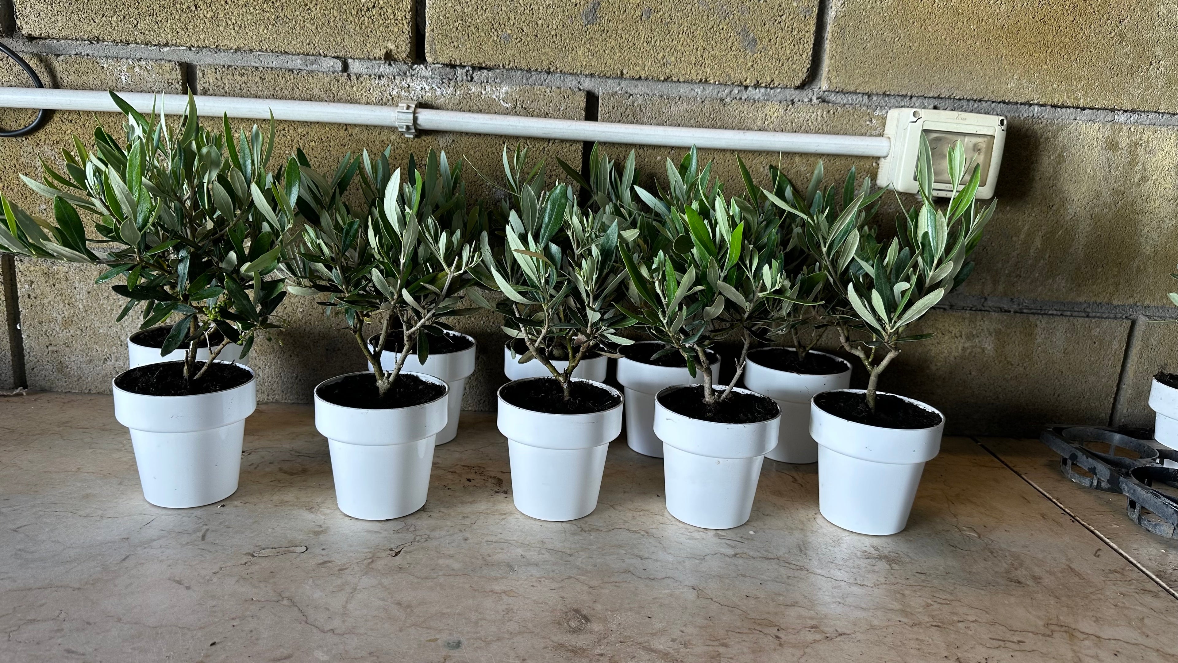 Piantina Bonsai di Ulivo cespuglio - Olea europea cipressino CERTIFICATA