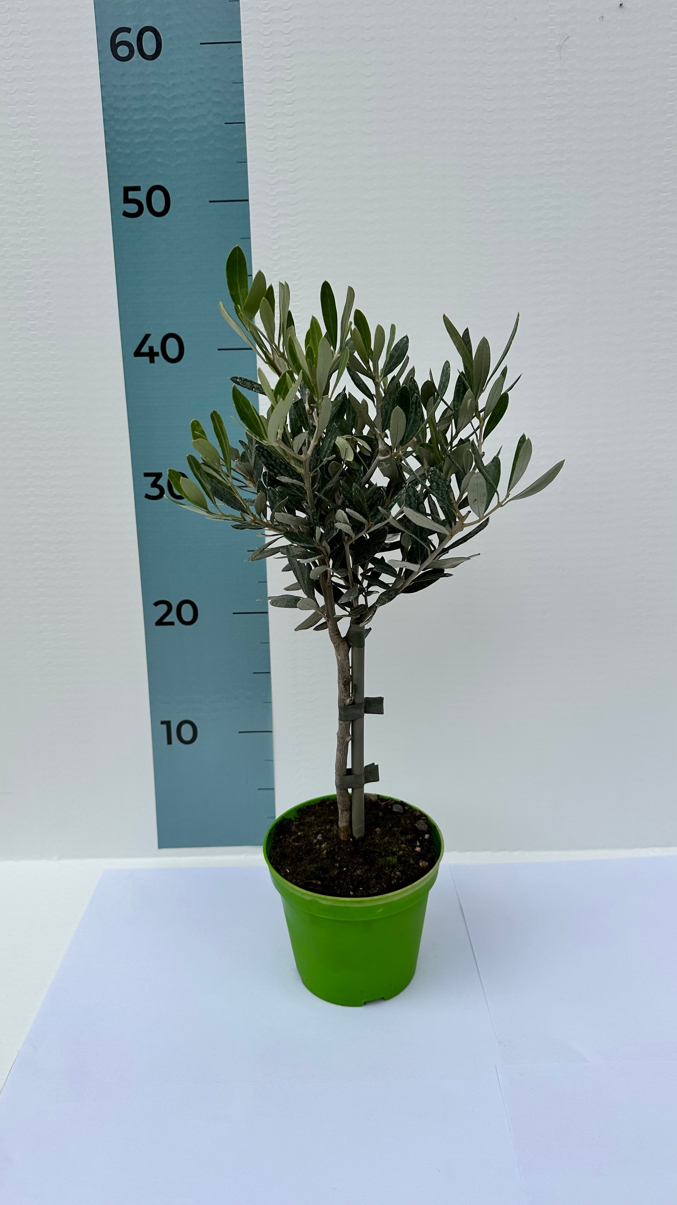 Piantina Alberello di Ulivo Cipressino - Olea Europea CERTIFICATA