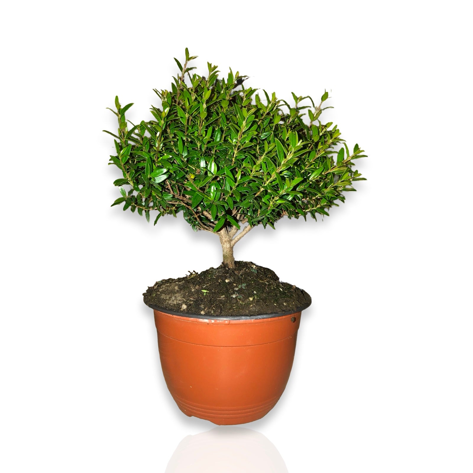 Piantina Cespuglio di Mirto simil-Bonsai - Myrtus Microphylla CERTIFICATA