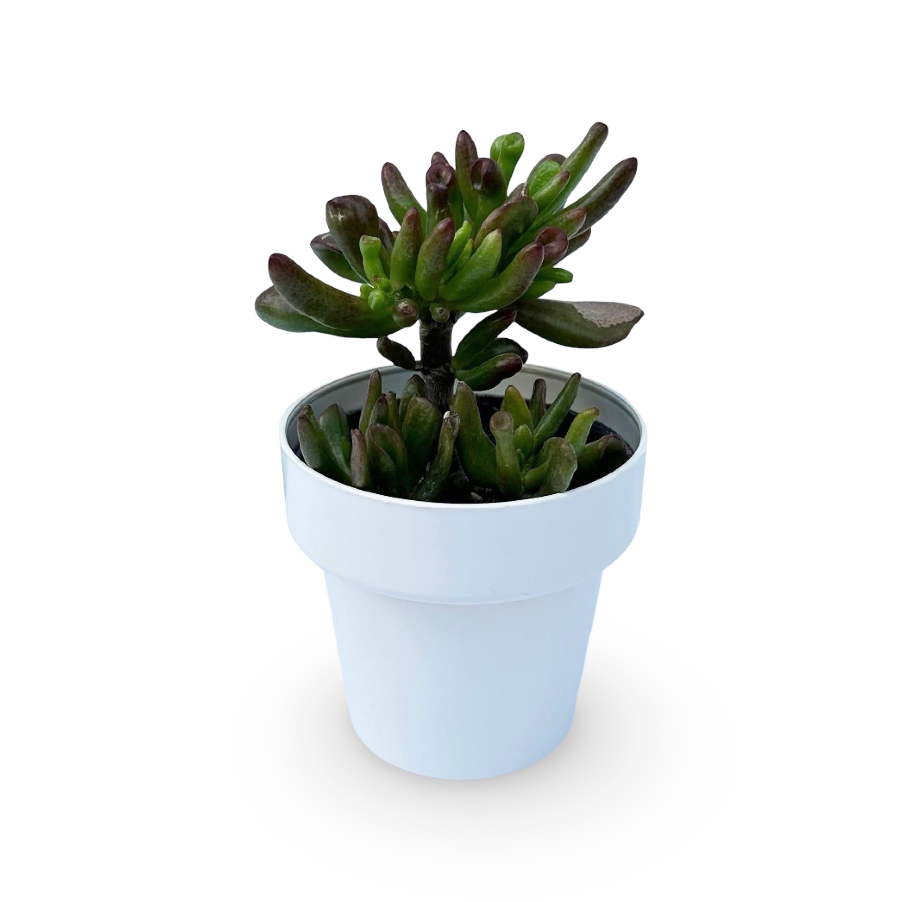 Piantina di Crassula Hobbit