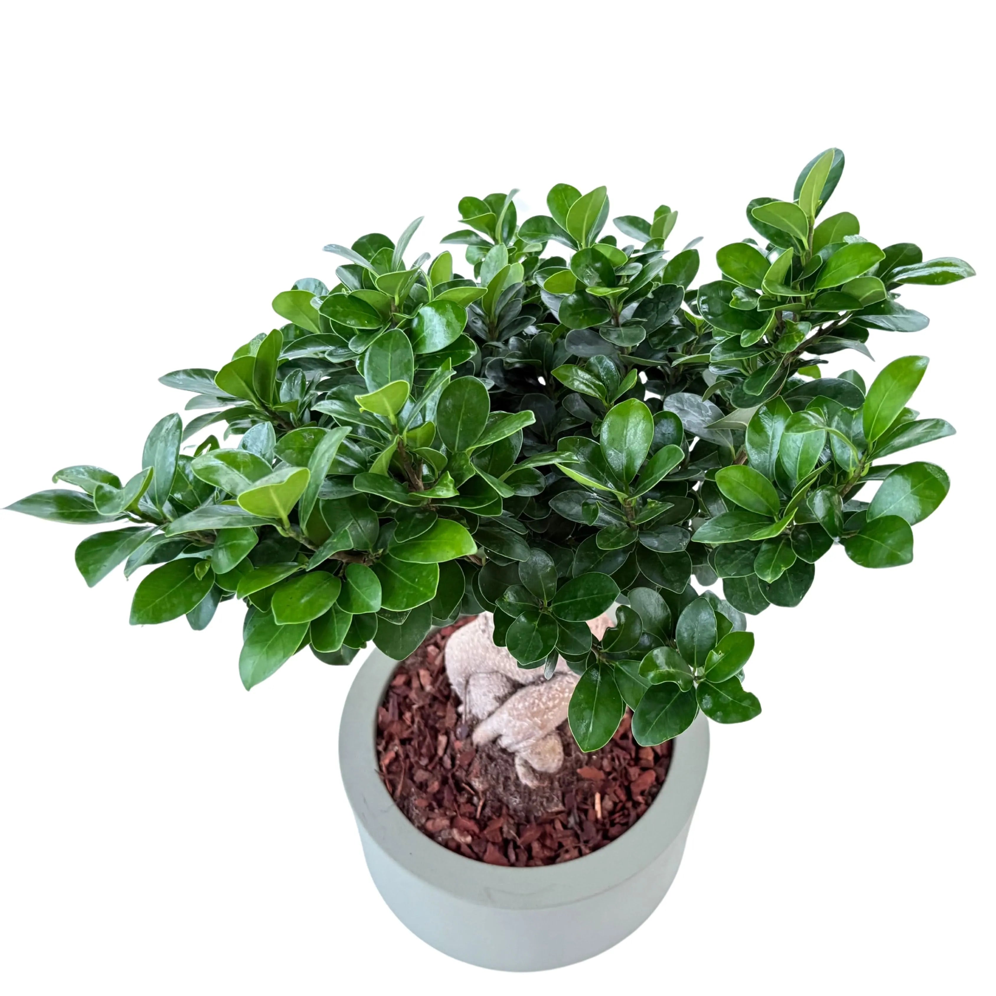 Bonsai ficus ginseng in vaso a Riserva  Echo