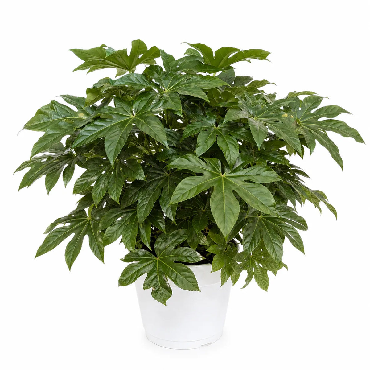 Aralia Fatsia Japonica in Vaso D.30 H.80 cm