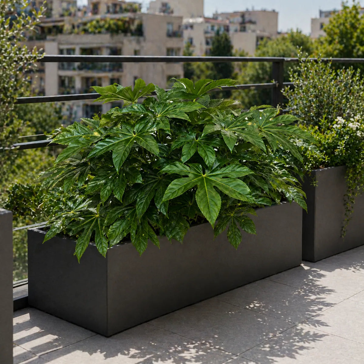 Aralia Fatsia Japonica in Vaso D.30 H.80 cm