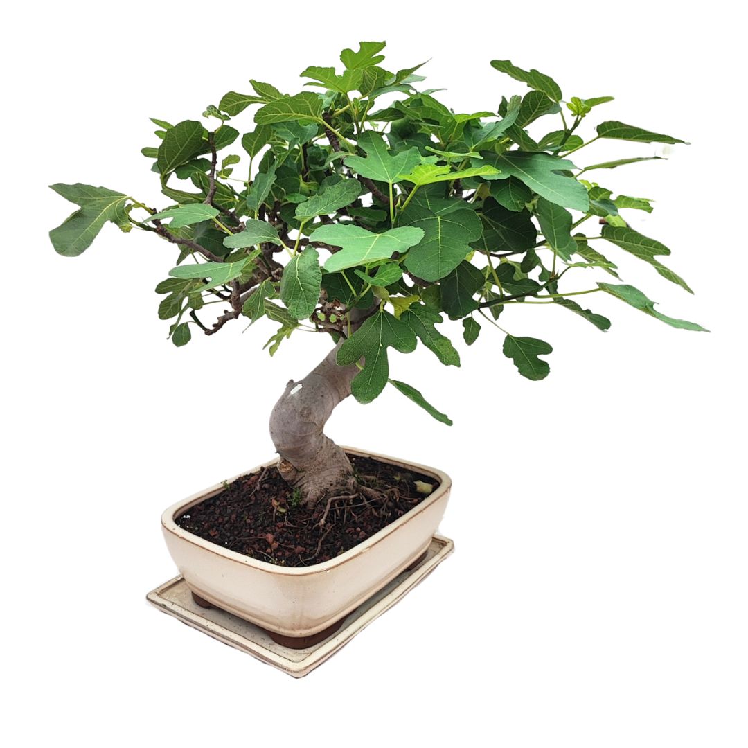 Bonsai Ficus Carica (Fico) 22 Anni - Collezione Premium