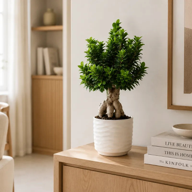 Bonsai ficus ginseng in vaso ceramica Cindy D.23 H.73 cm