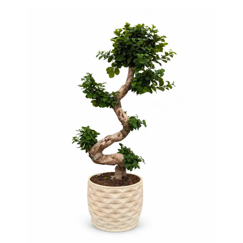 Bonsai Ficus Ginseng S-Shape in vaso ceramica Rua in Argilla