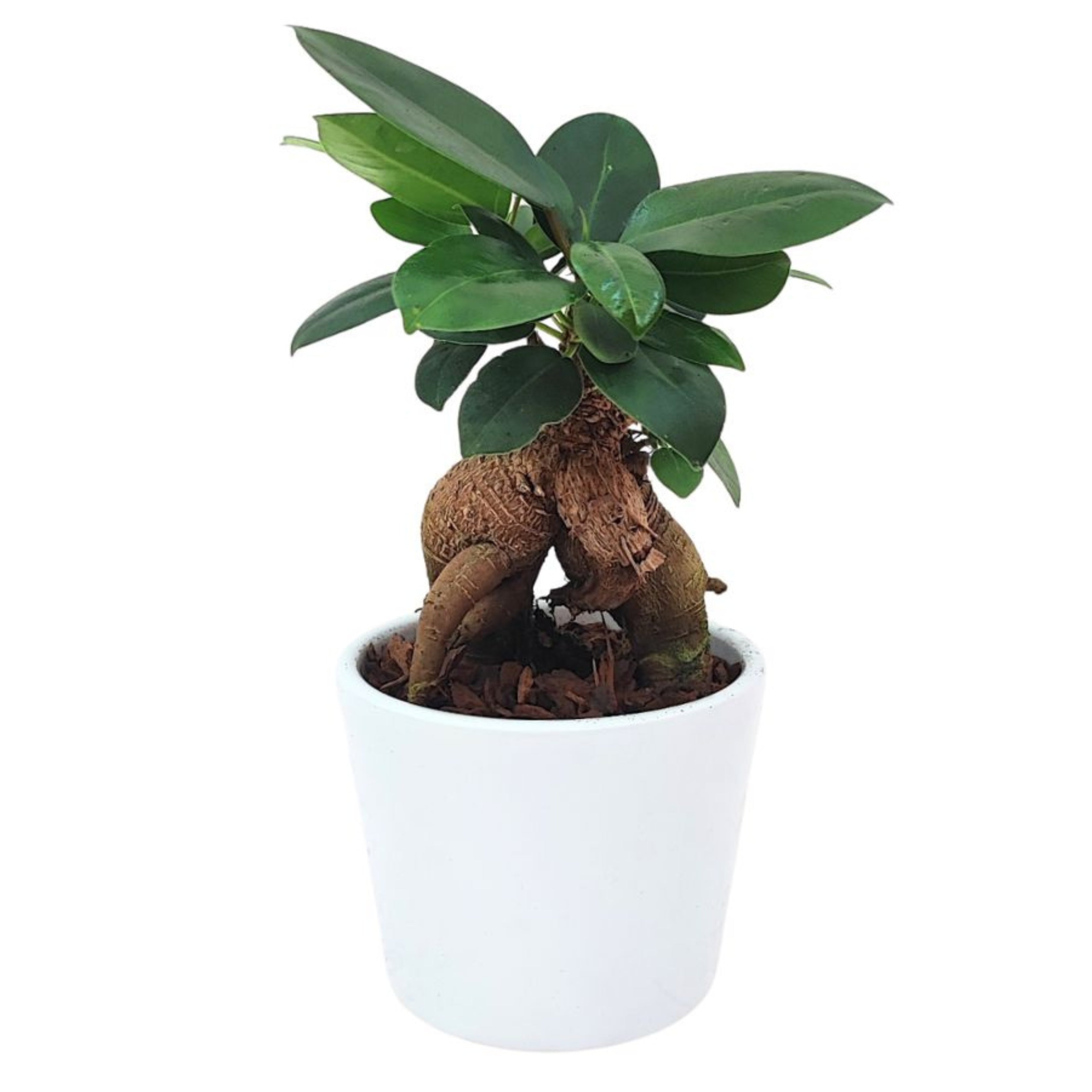 Bonsai ficus ginseng in vaso ceramica bianco
