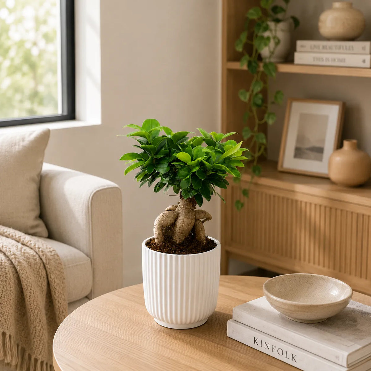 Bonsai ficus ginseng in vaso ceramica Pitti D.14 H.35 cm