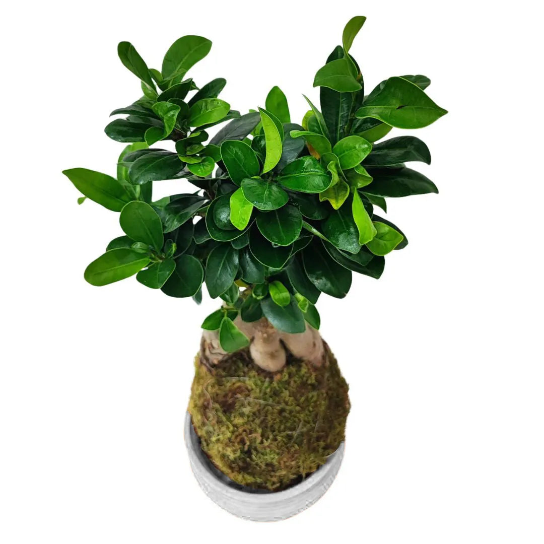 Kokedama Bonsai Ficus Ginseng