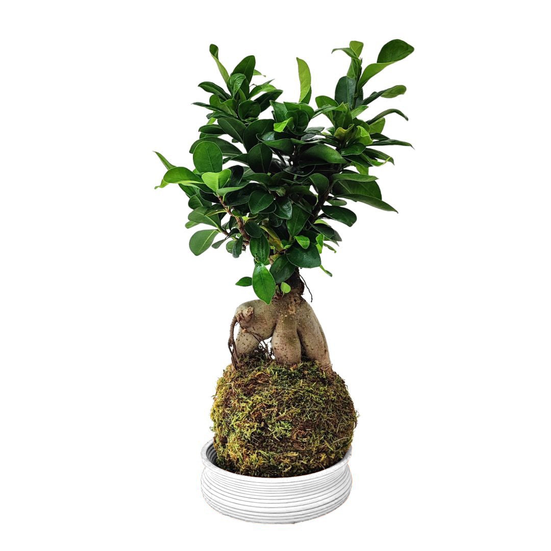 Kokedama Bonsai Ficus Ginseng