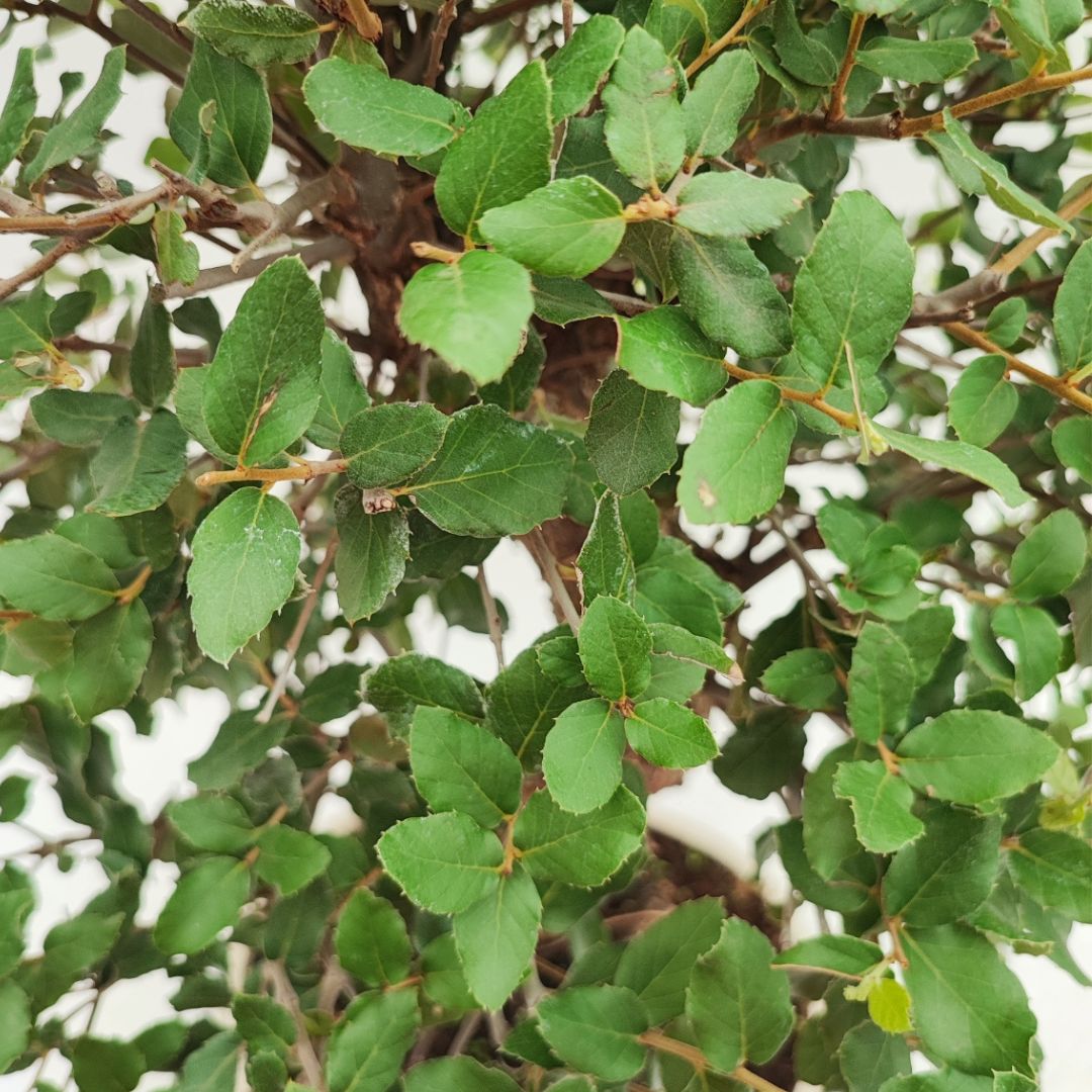 Bonsai Quercus Suber (Sughero) 20 Anni - Collezione Premium