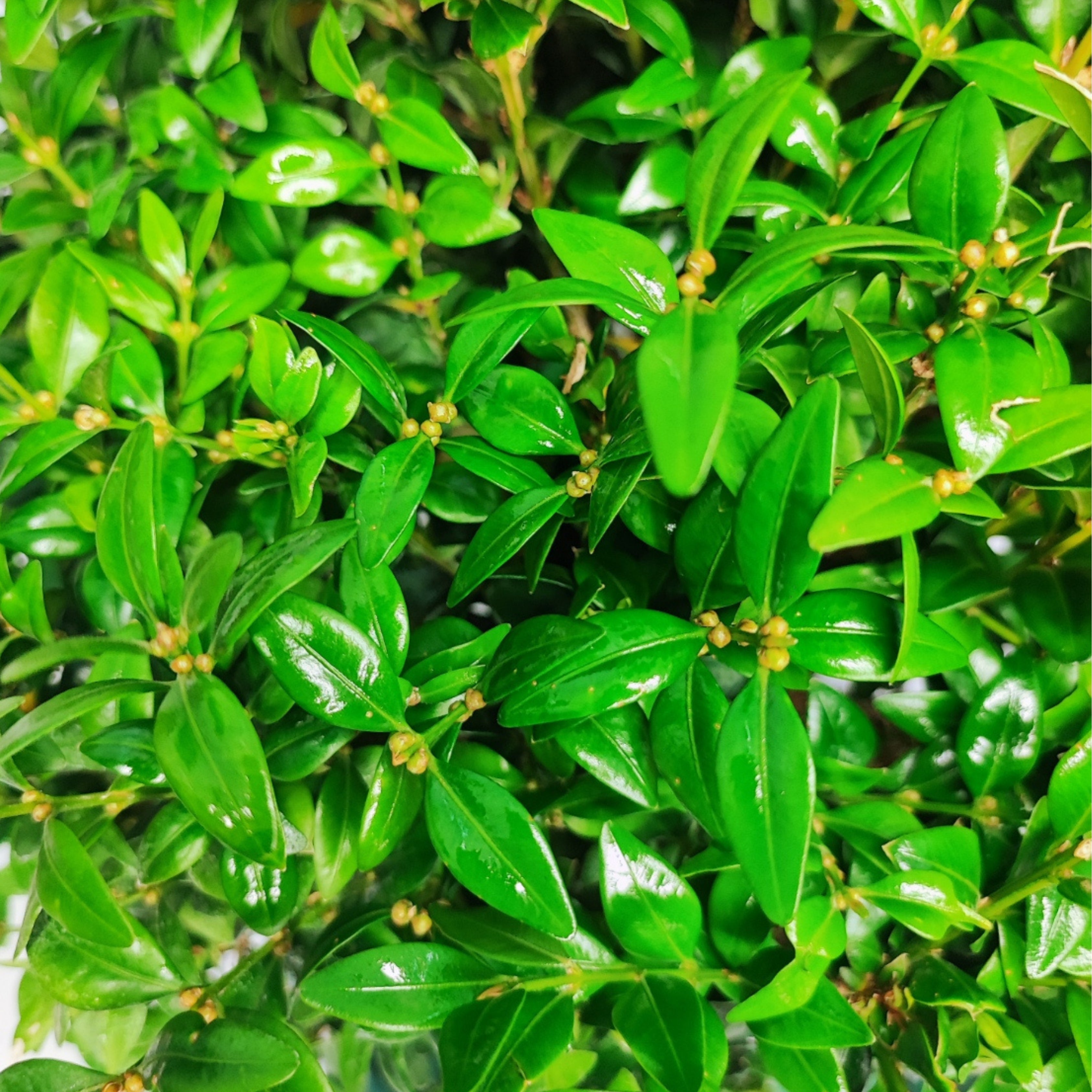 Bonsai Buxus sp. (Bosso) 15 Anni - Collezione Premium