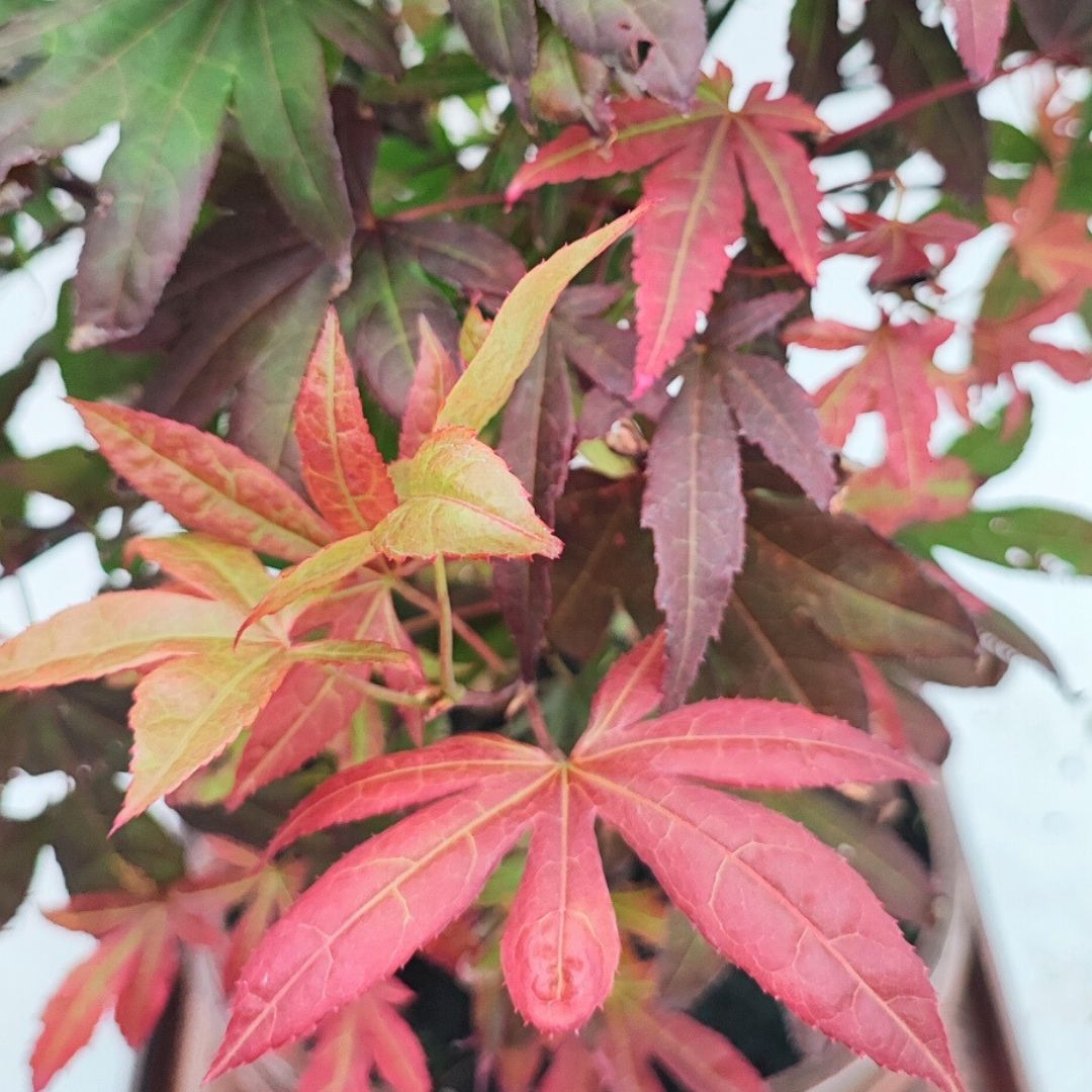 Bonsai Acer Palmatum Atropurpureum 20 Anni - Collezione Premium