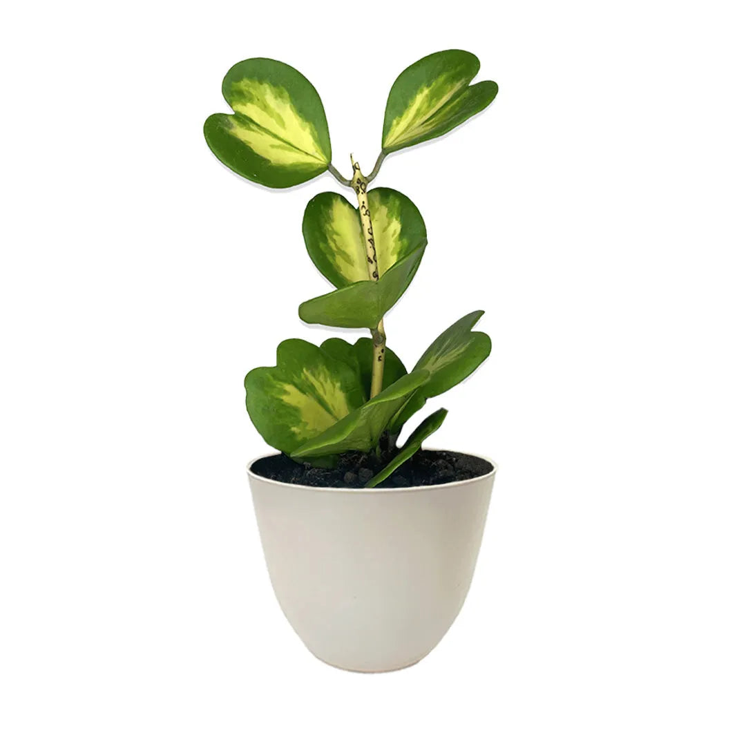 Hoya Kerrii Variegata in vaso
