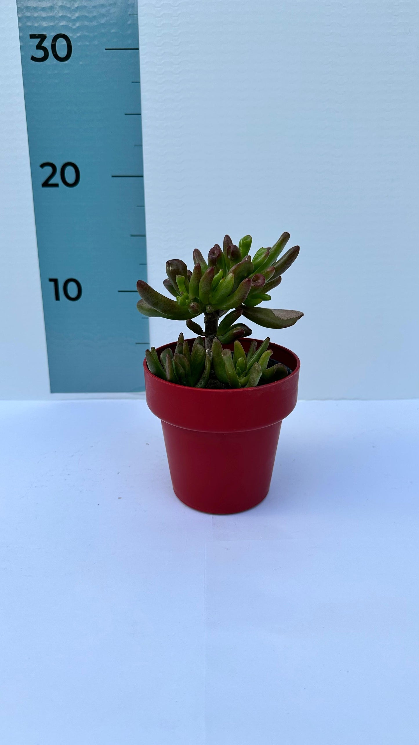 Piantina di Crassula Hobbit