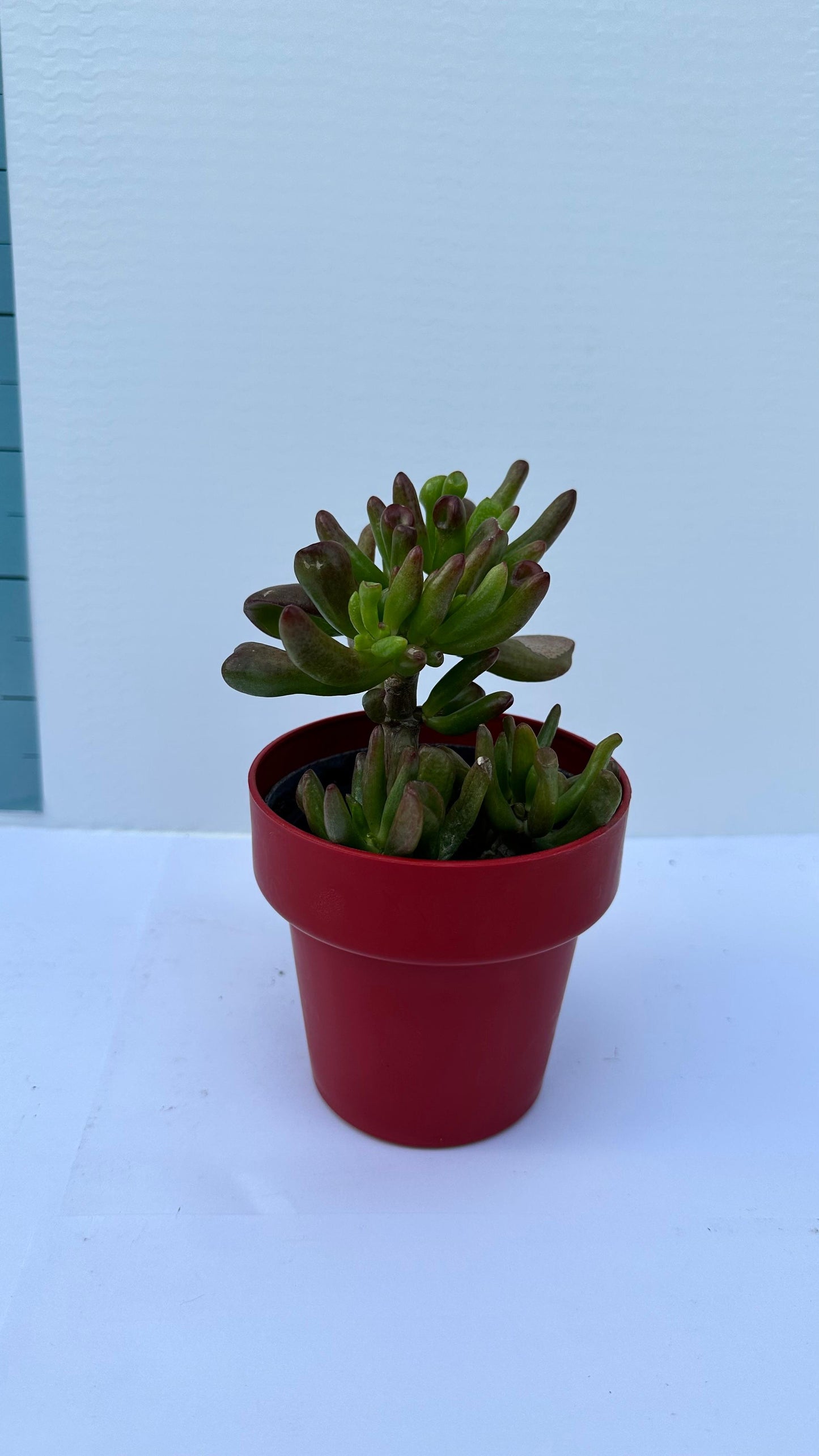 Piantina di Crassula Hobbit