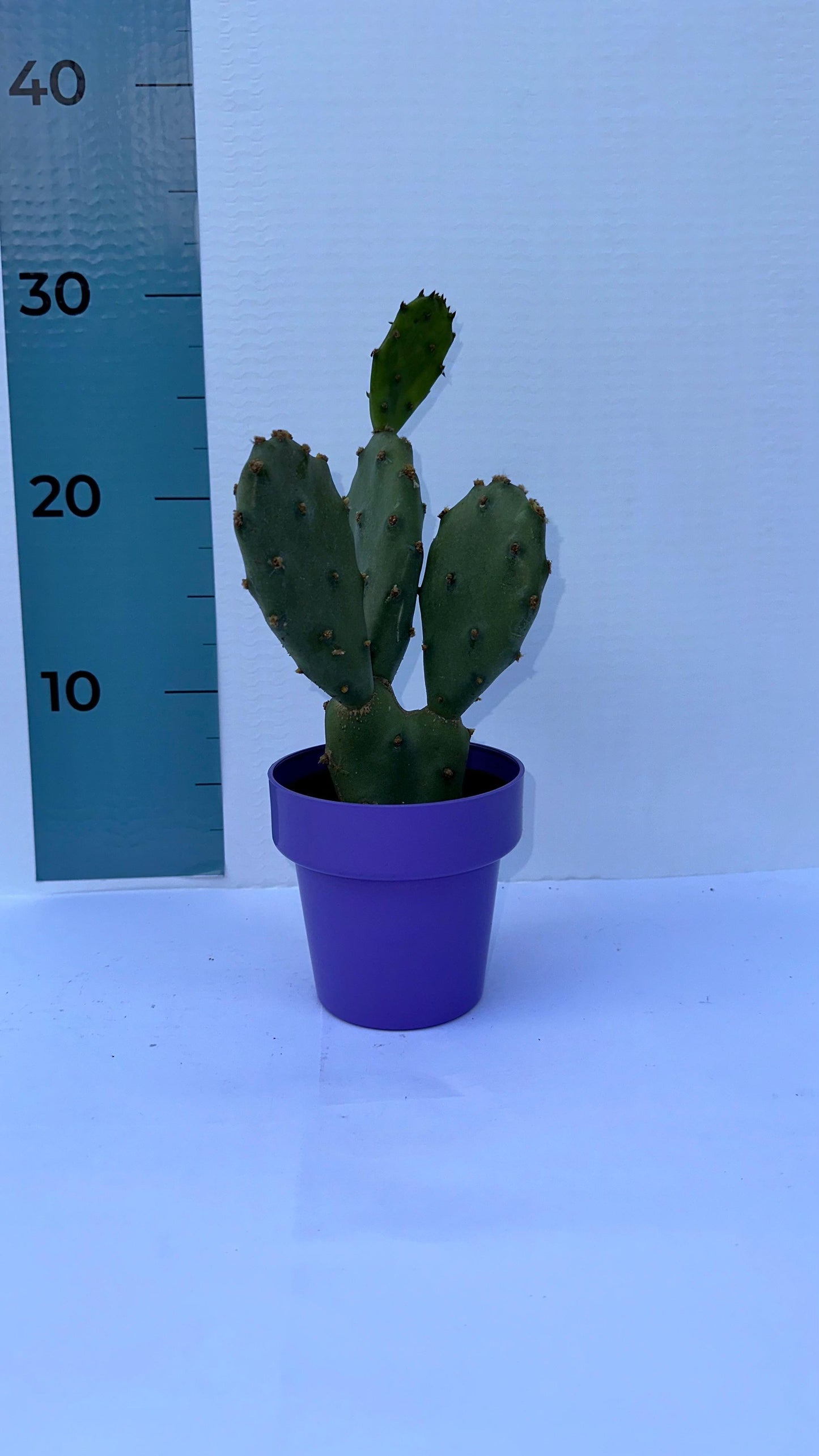 Piantina di Opuntia Vulgaris CERTIFICATA