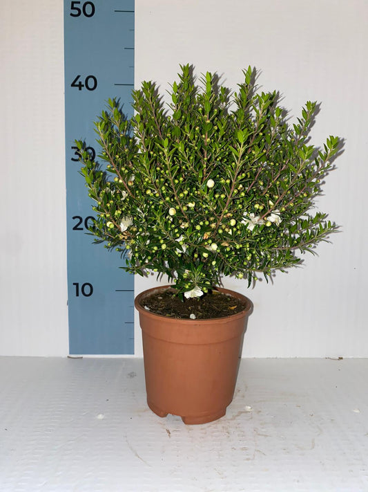 Piantina Cespuglio di Mirto simil-Bonsai - Myrtus Microphylla CERTIFICATA