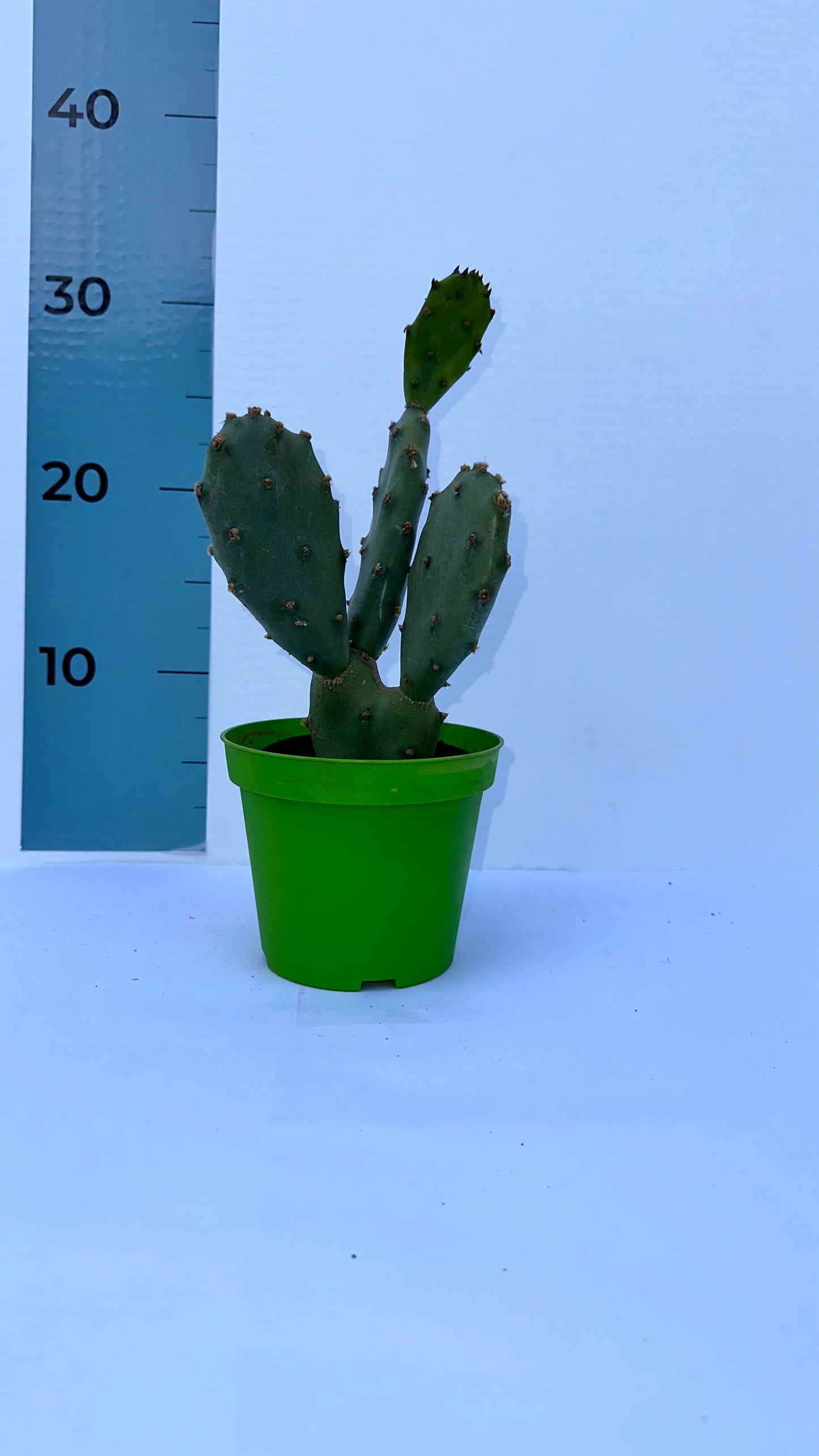 Piantina di Opuntia Vulgaris CERTIFICATA