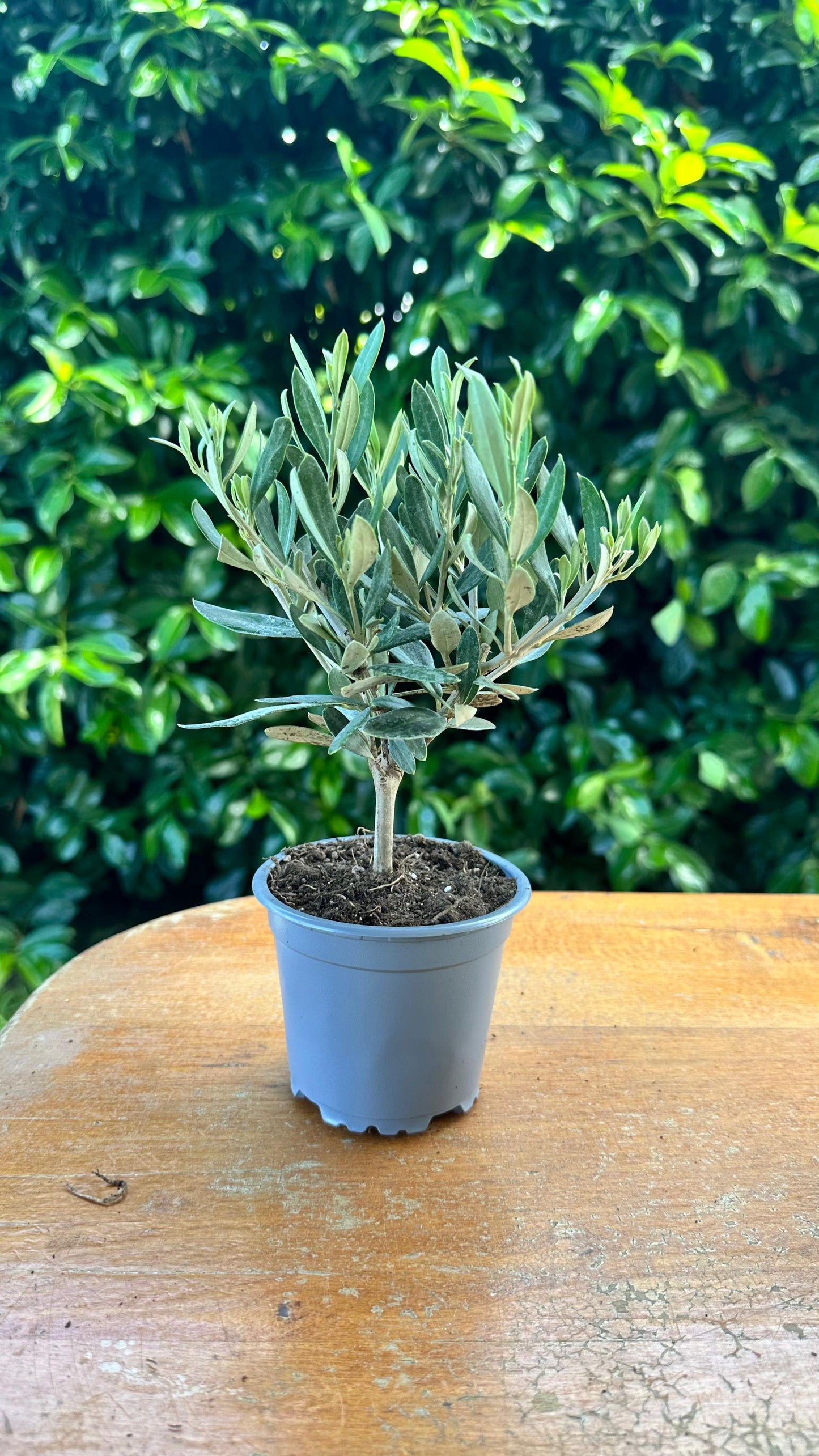 Piantina Bonsai di Ulivo cespuglio - Olea europea cipressino CERTIFICATA