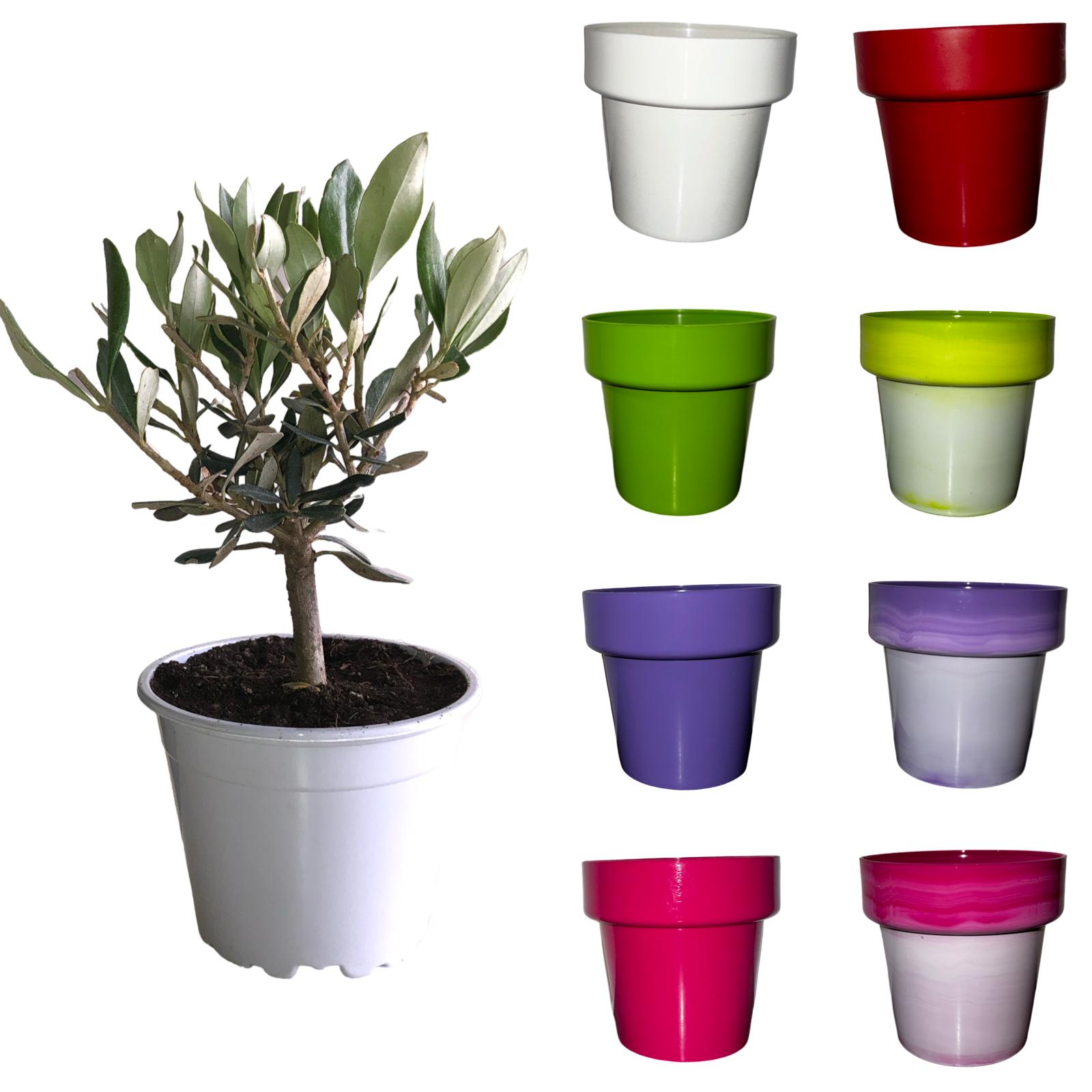 Bomboniera con olivo Bonsai e olio extravergine bio Primus