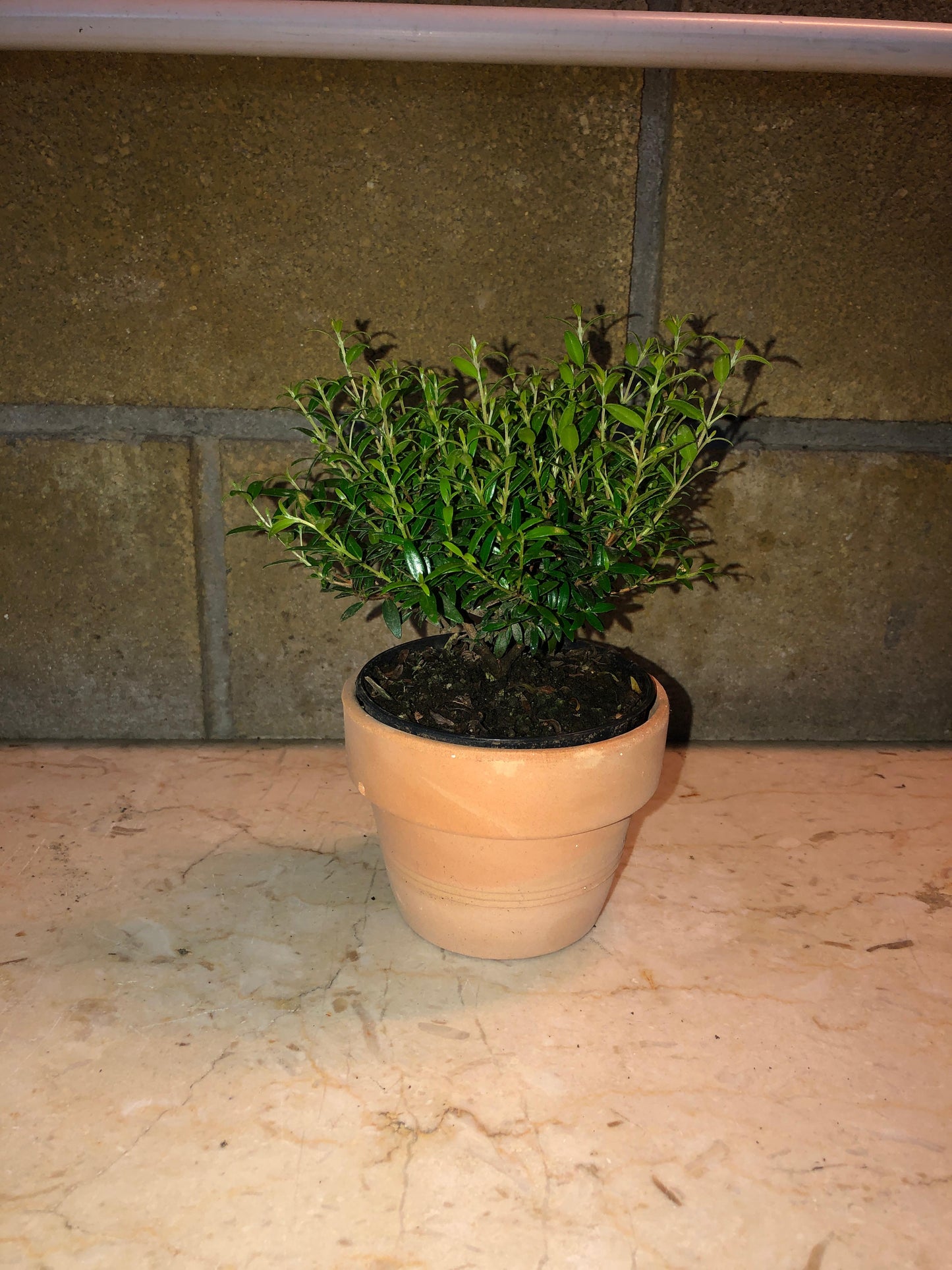 Piantina Cespuglio di Mirto simil-Bonsai - Myrtus Microphylla CERTIFICATA