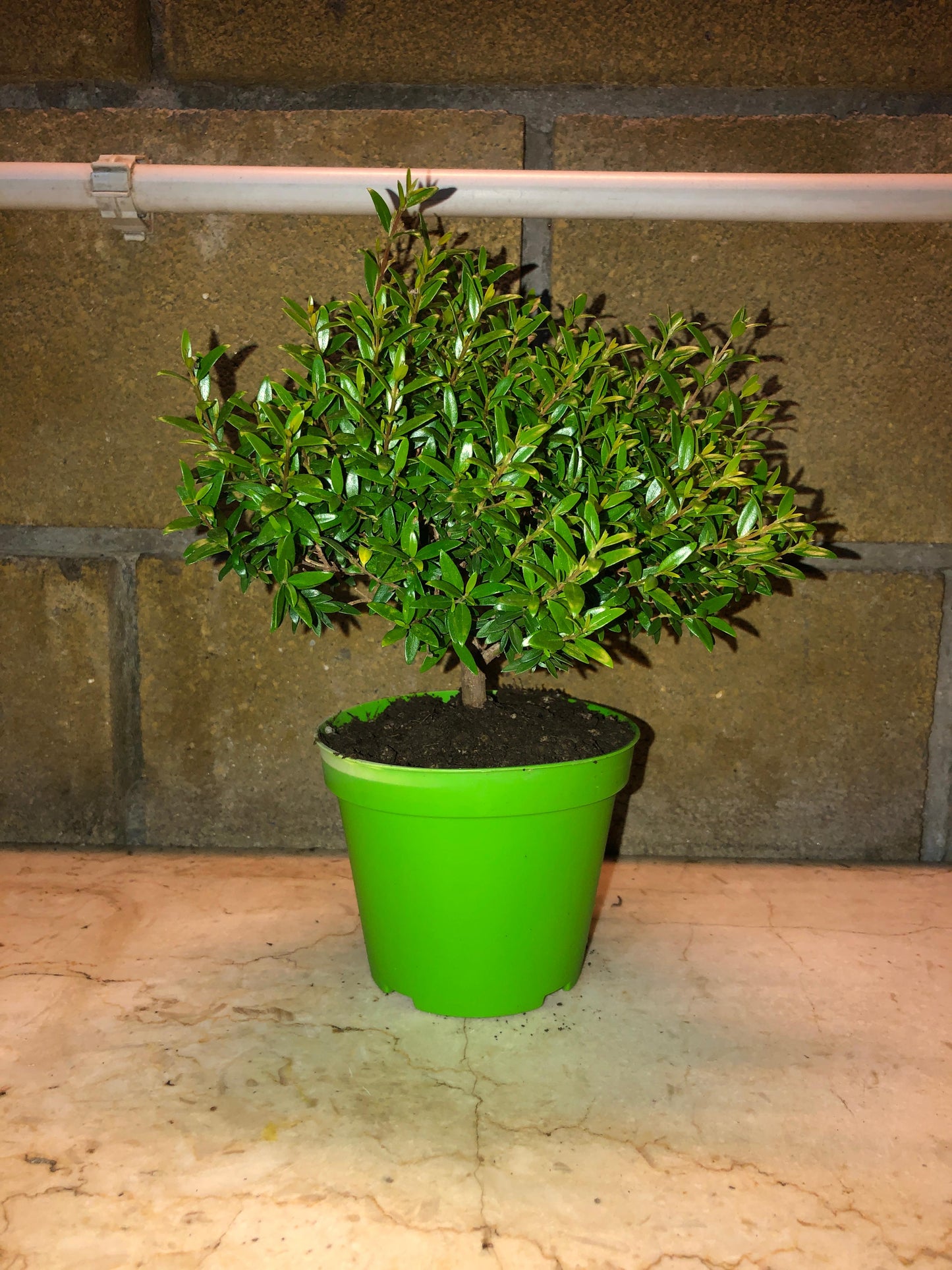 Piantina Cespuglio di Mirto simil-Bonsai - Myrtus Microphylla CERTIFICATA