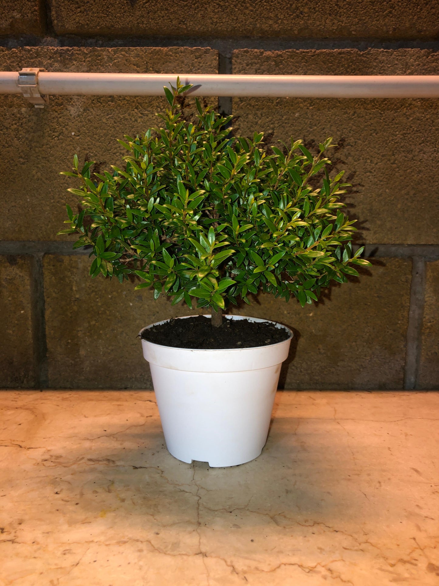 Piantina Cespuglio di Mirto simil-Bonsai - Myrtus Microphylla CERTIFICATA