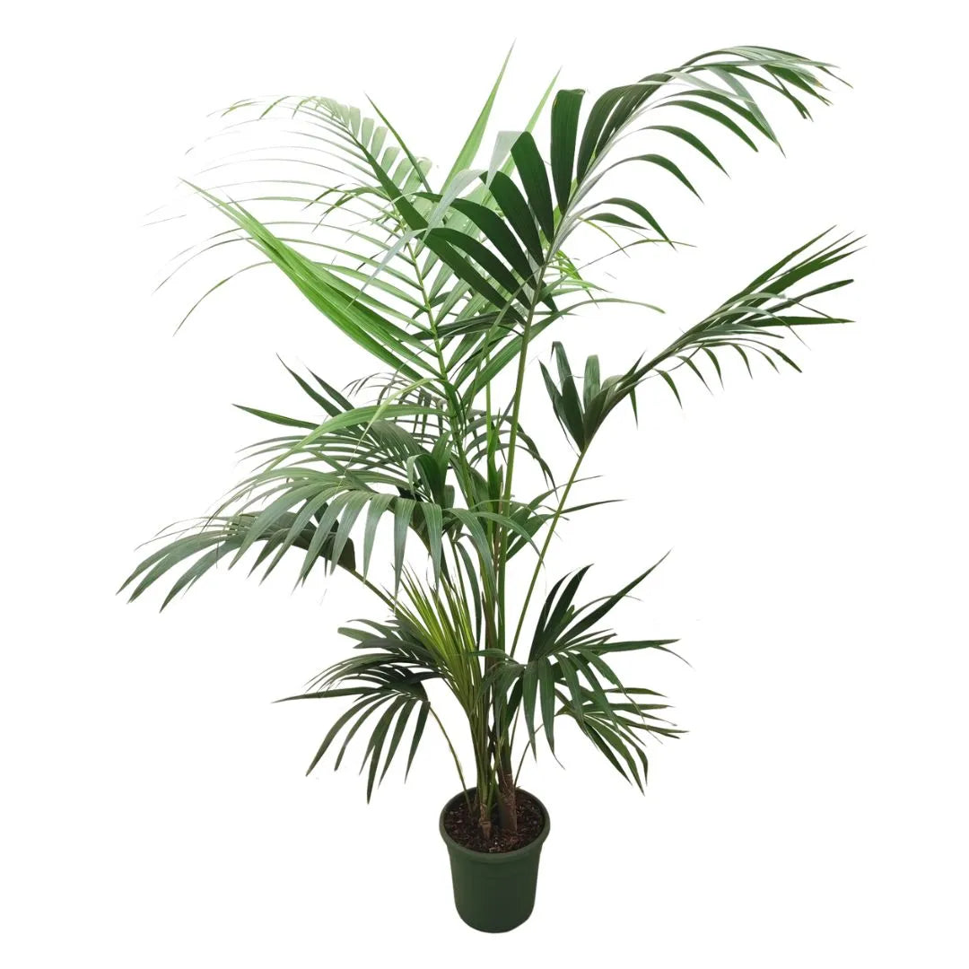 Kentia in vaso 26 cm