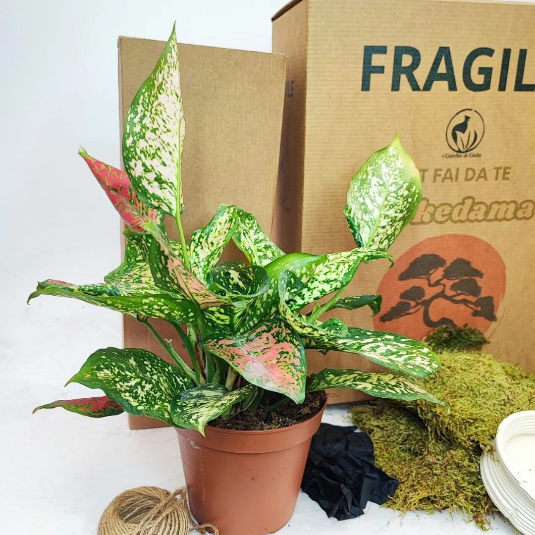 Kit Kokedama Fai da te Aglaonema Pink Tutto incluso