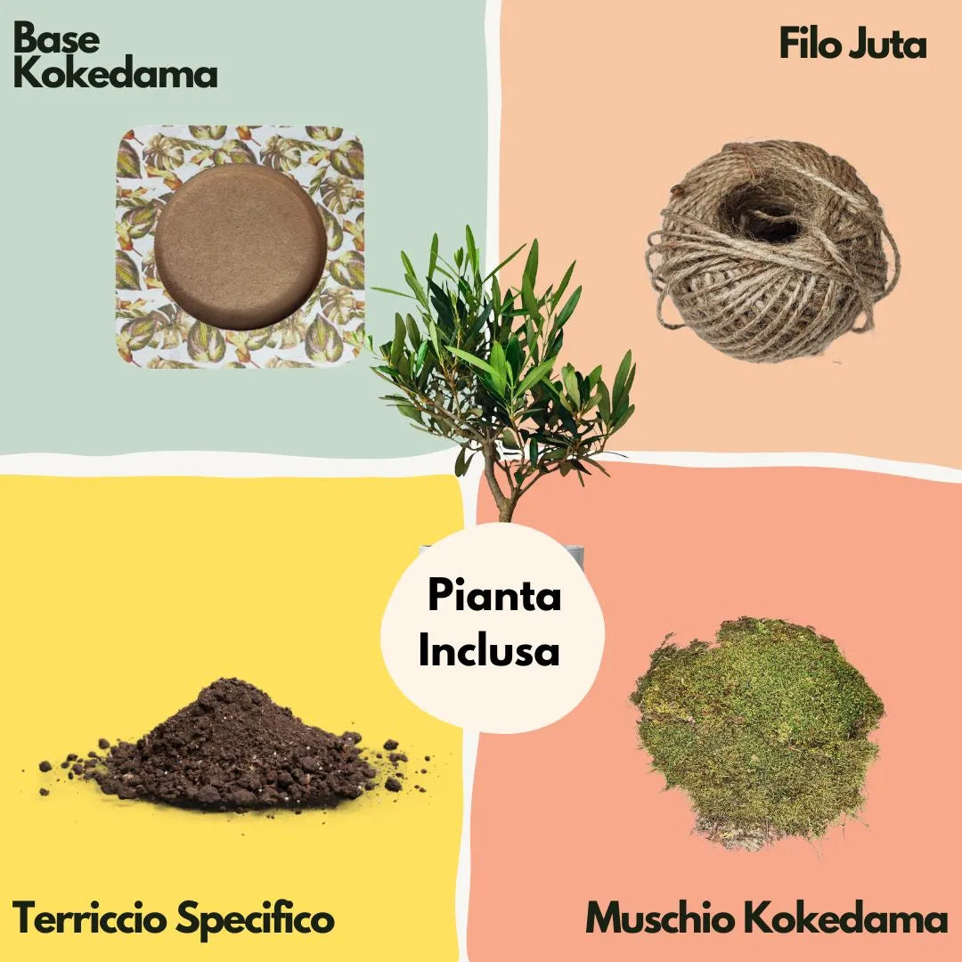 Kit Kokedama Fai da te olivo bonsai Tutto incluso