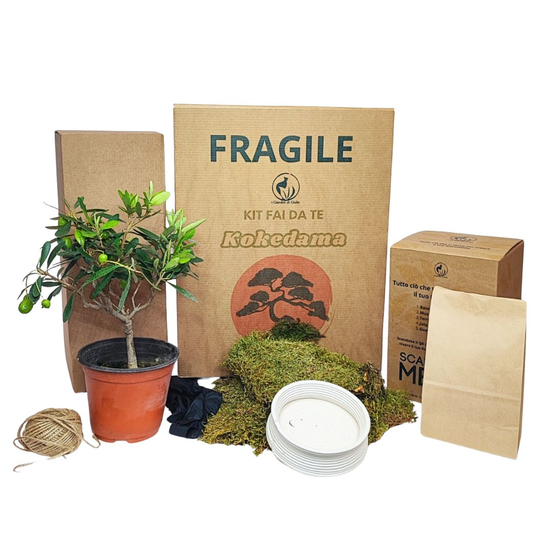 Kit Kokedama Fai da te olivo bonsai Tutto incluso